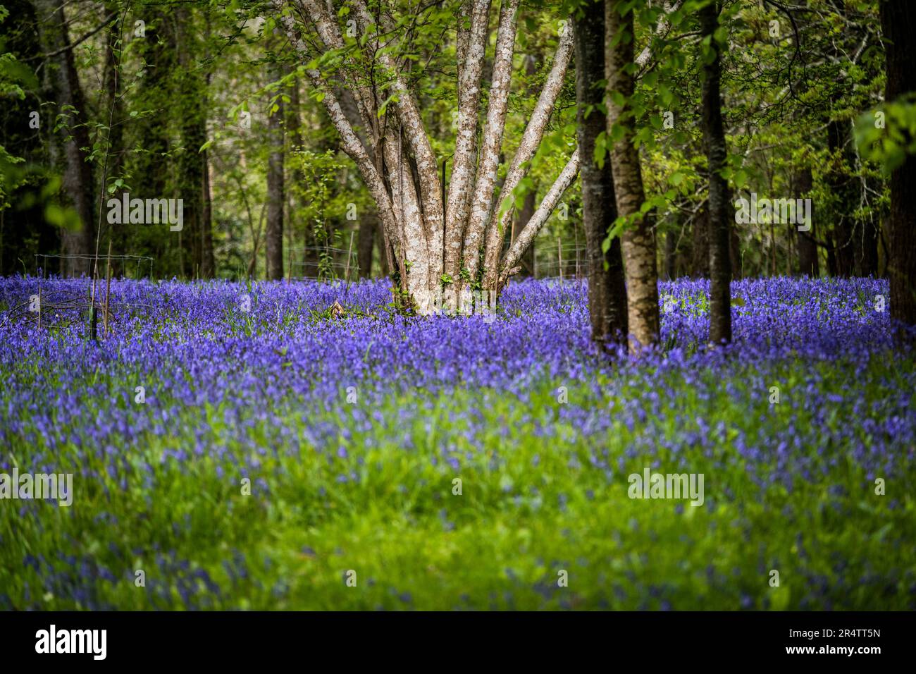 Un campo di Bluebells inglese comune Hyacinthoides non-script nella tranquilla; storica area Parc Lye in Enys Gardens a Penryn in Cornovaglia nel Regno Unito. Foto Stock