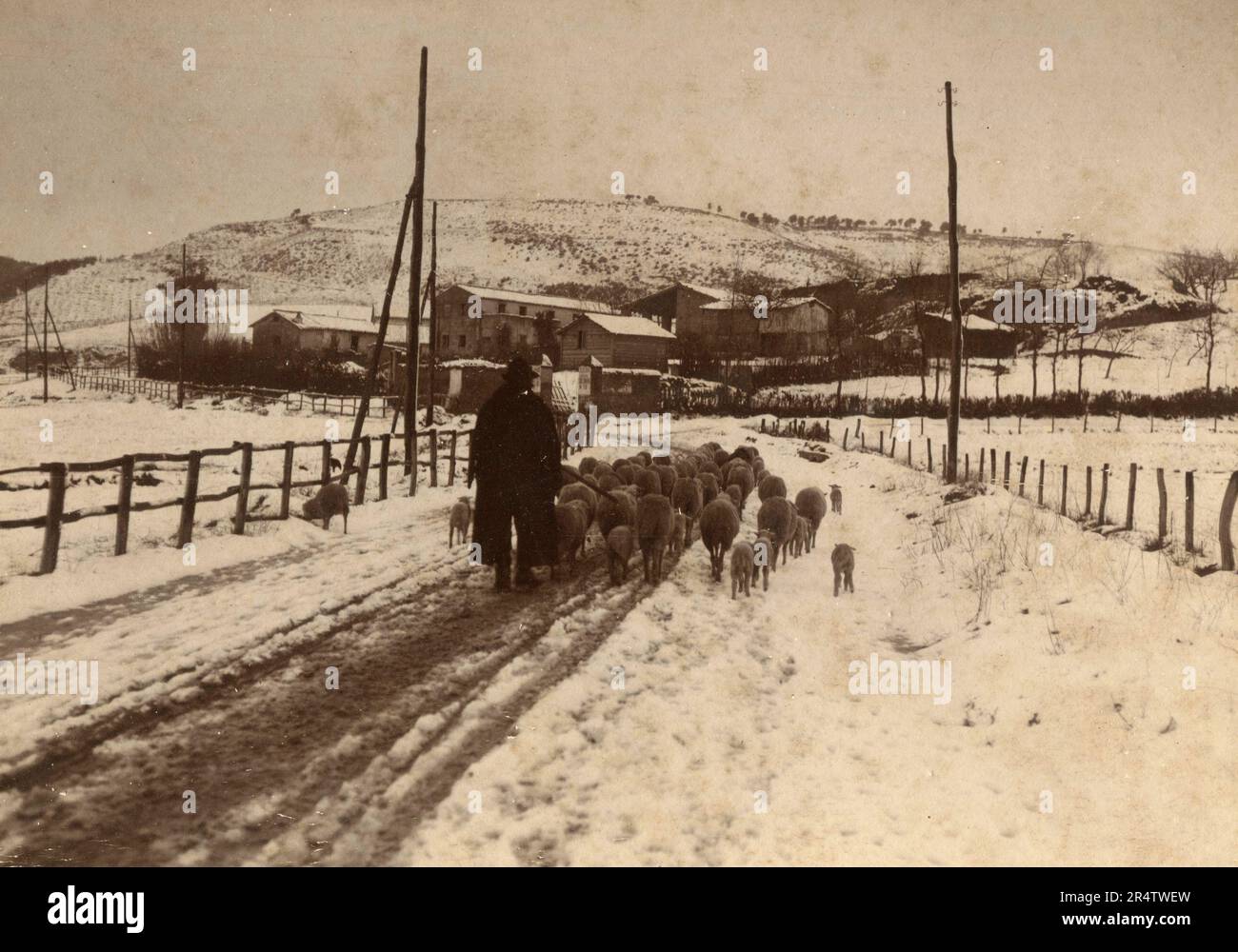 Pastore con il gregge di pecore nel campo con la neve, Italia 1890s Foto Stock
