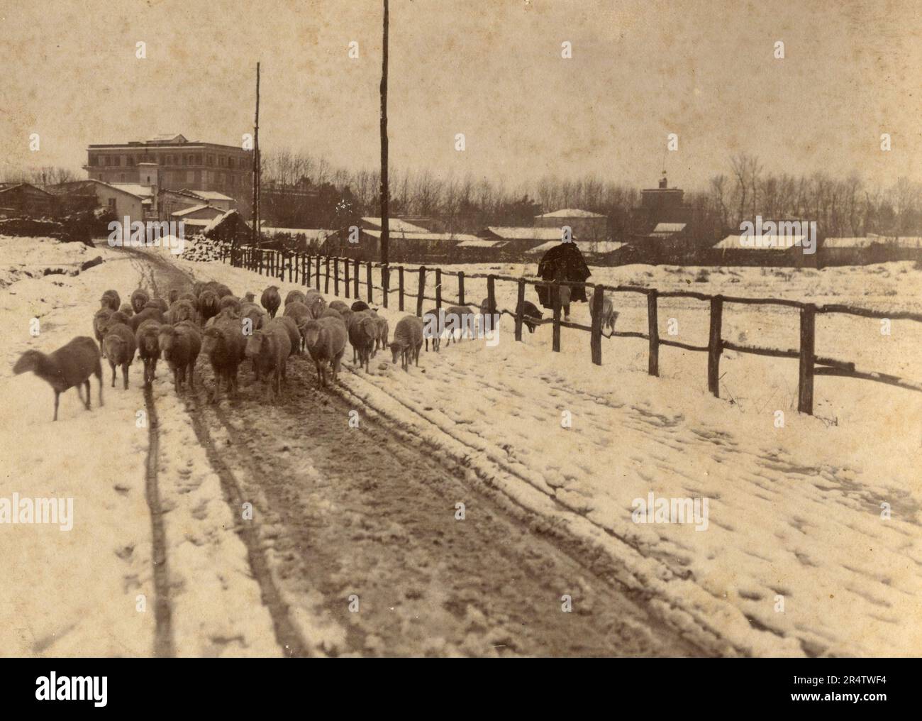 Pastore con il gregge di pecore nel campo con la neve, Italia 1890s Foto Stock