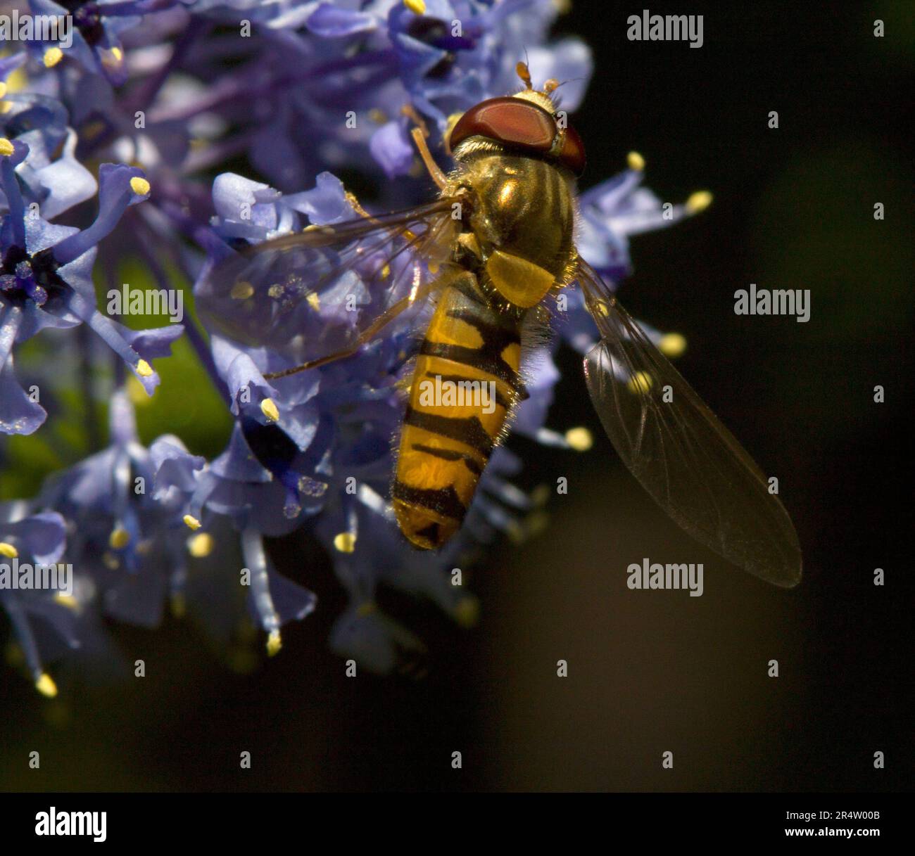 Hoverfly Episyrphus Balteatus Foto Stock