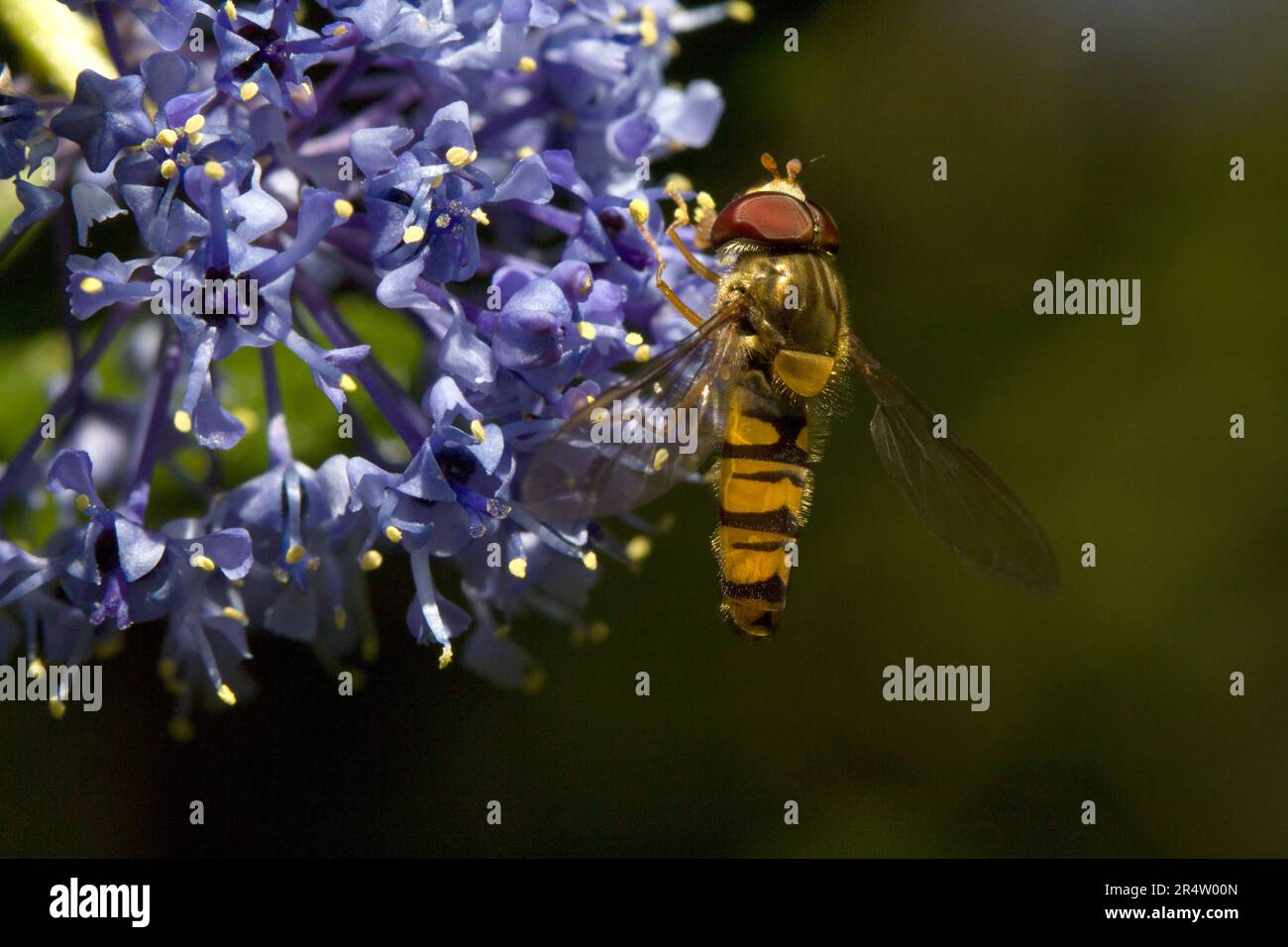 Hoverfly Episyrphus Balteatus Foto Stock
