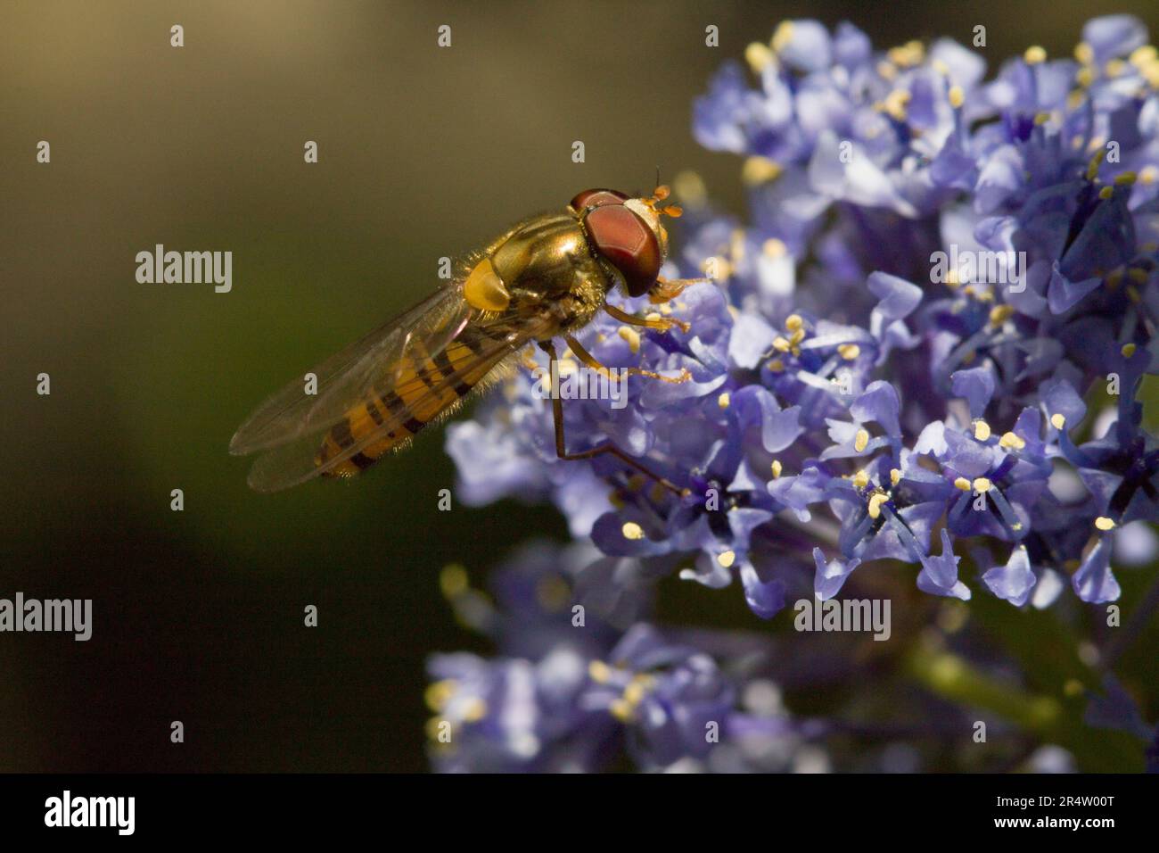 Hoverfly Episyrphus Balteatus Foto Stock