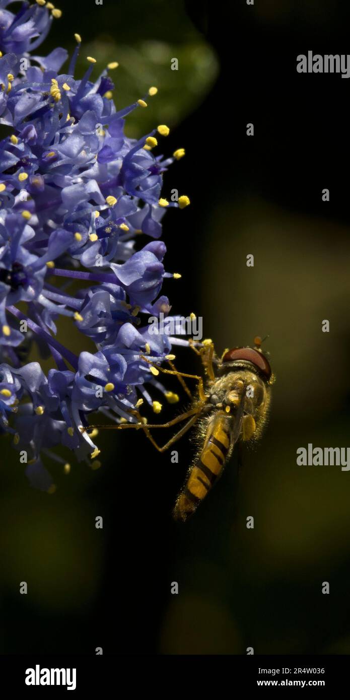 Hoverfly Episyrphus Balteatus Foto Stock