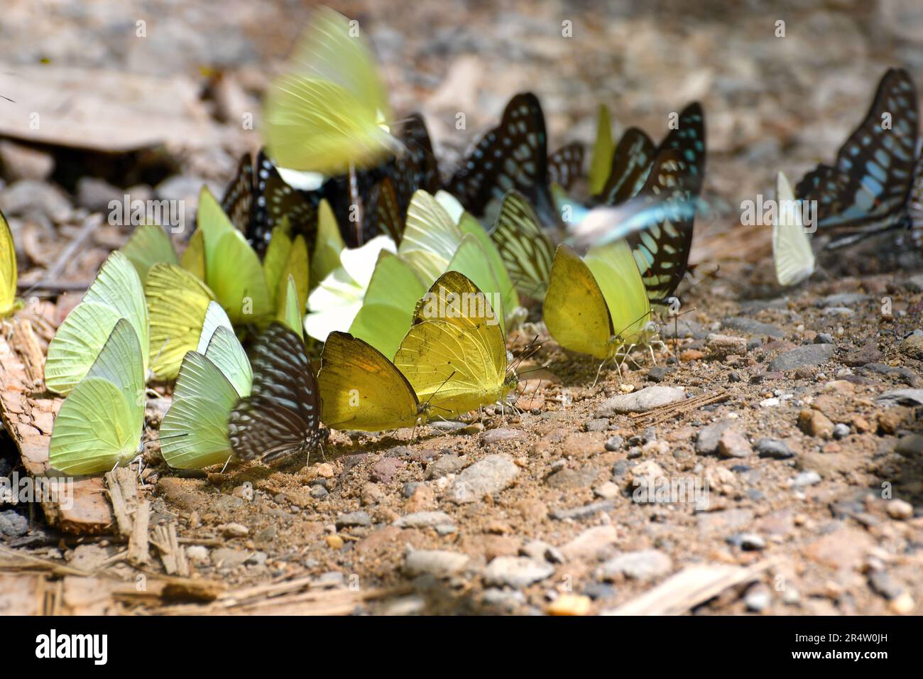 Farfalla al Kaeng Krachan National Park, Thailandia. Ci sono circa 300 specie di farfalle si trovano nel parco da marzo a giugno ogni anno. Foto Stock