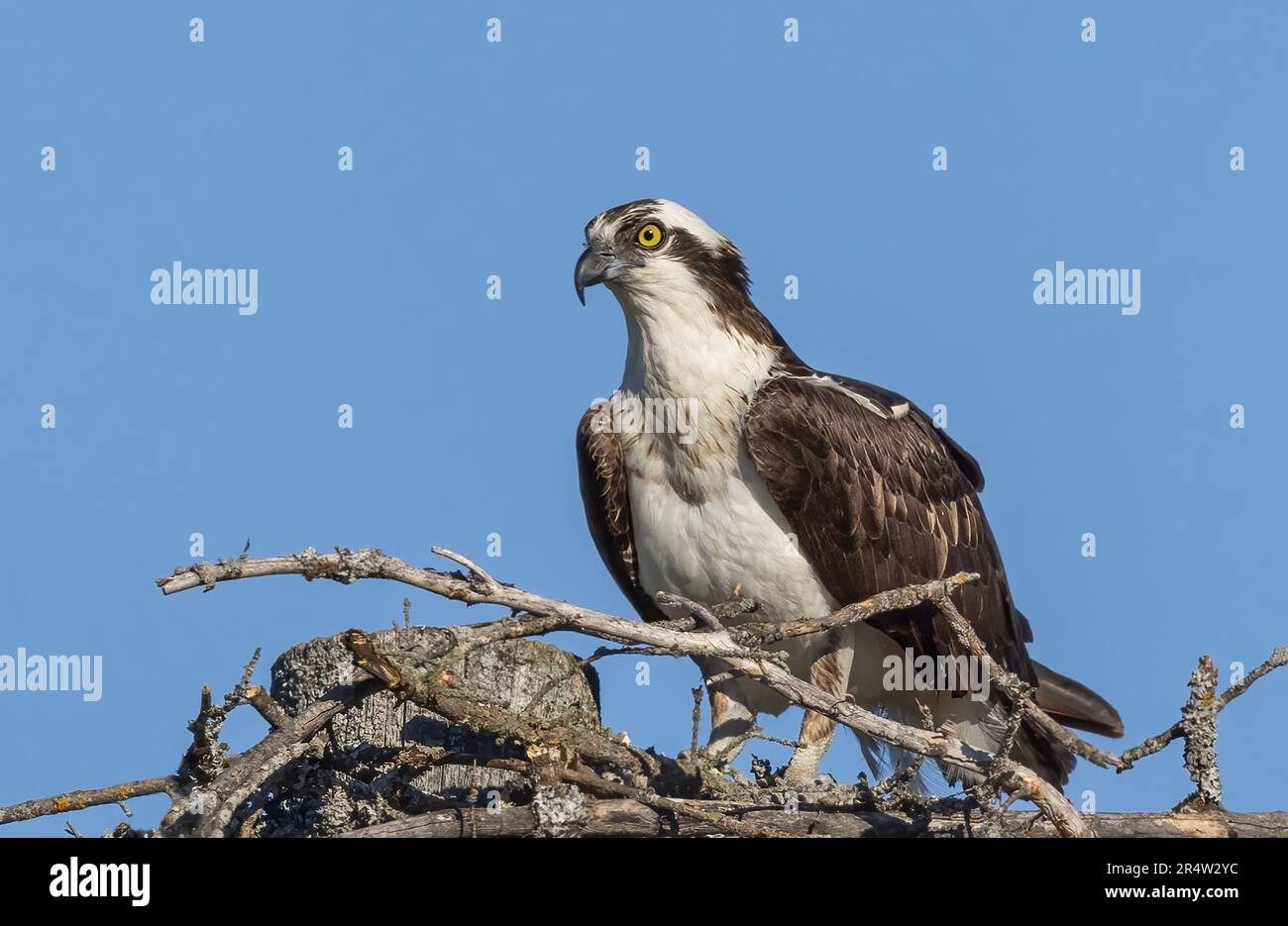Osprey (Pandion haliaetus) sul nido che protegge i pulcini e guarda fuori per i predatori in primavera Foto Stock