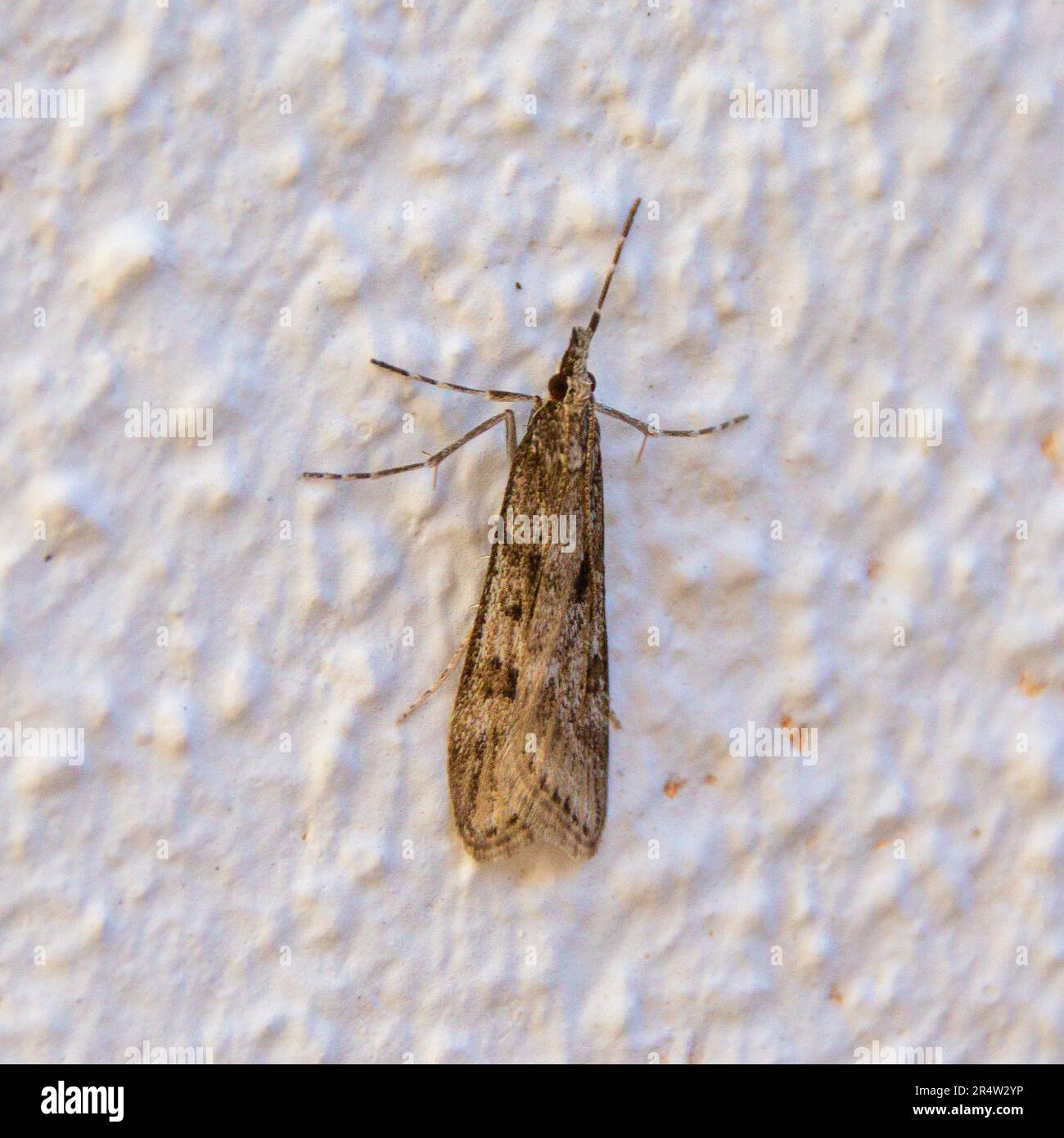 Eudonia angustea, Moth grigio ad alette strette Foto Stock