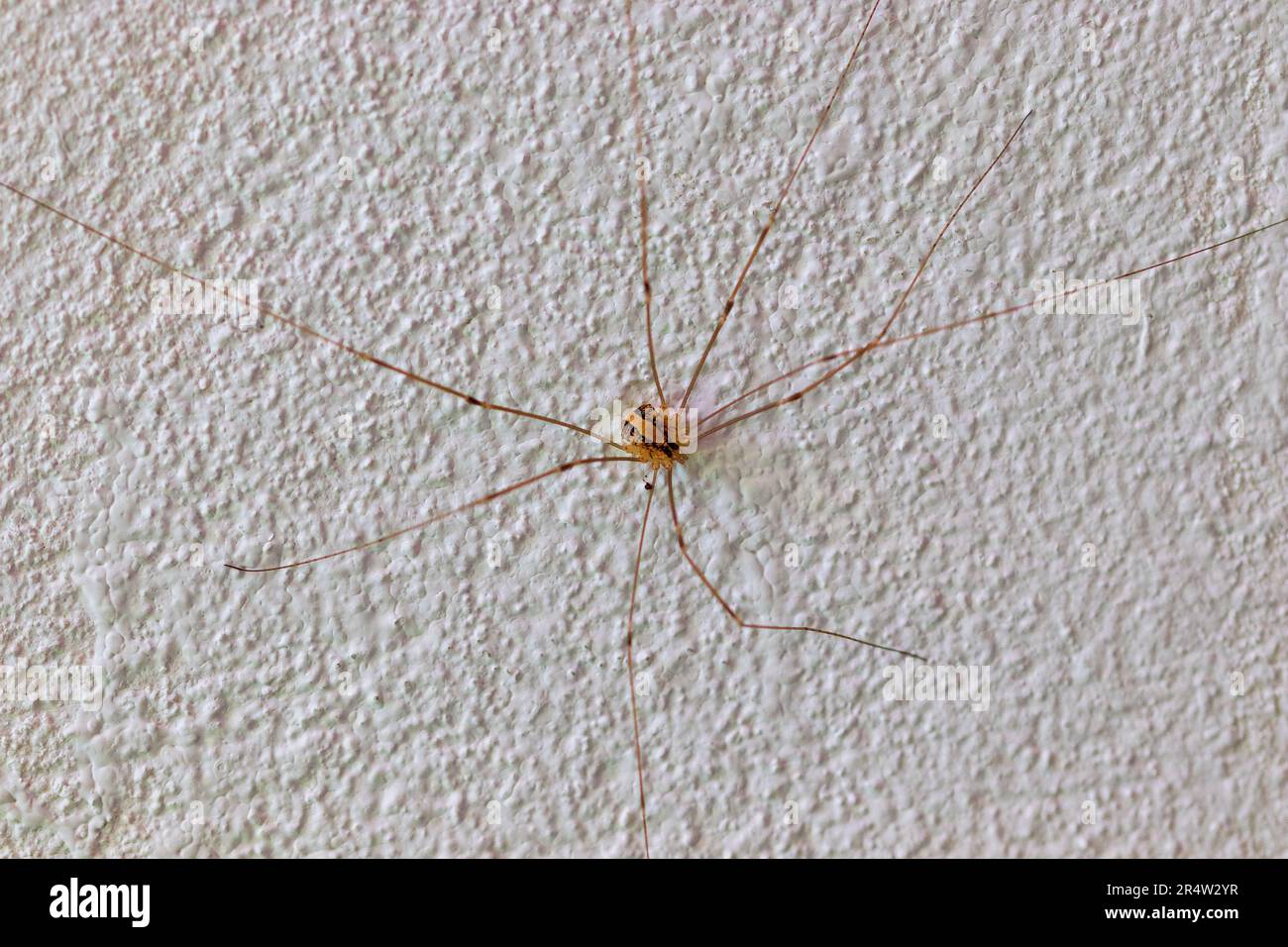 Cosmobunus granarius, Sclerosomatid Harvestmen Spider Foto Stock