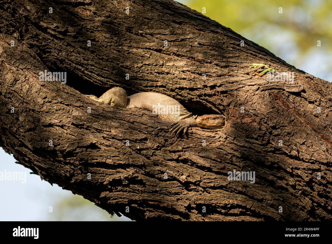 monitorare lucertola o bengala monitor o comune indiano monitor o varanus bengalensis camouflage in buco uccello nel tronco albero del parco nazionale keoladeo Foto Stock