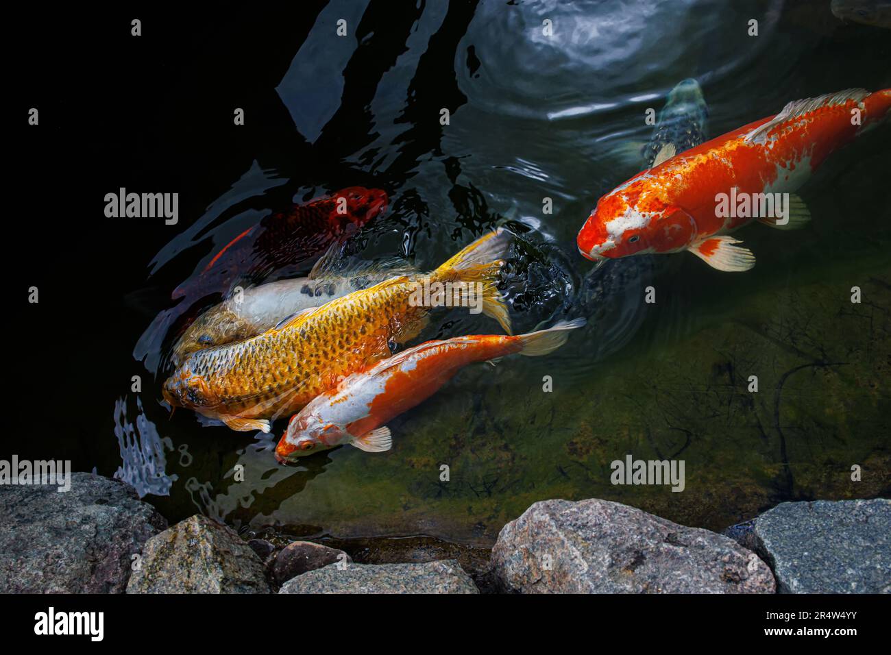 La carpa giapponese si cattura con altri pesci emergono dal lago per ottenere un po 'di aria. Le carpe di Koi sono pesci addomesticati ornamentali. Foto Stock