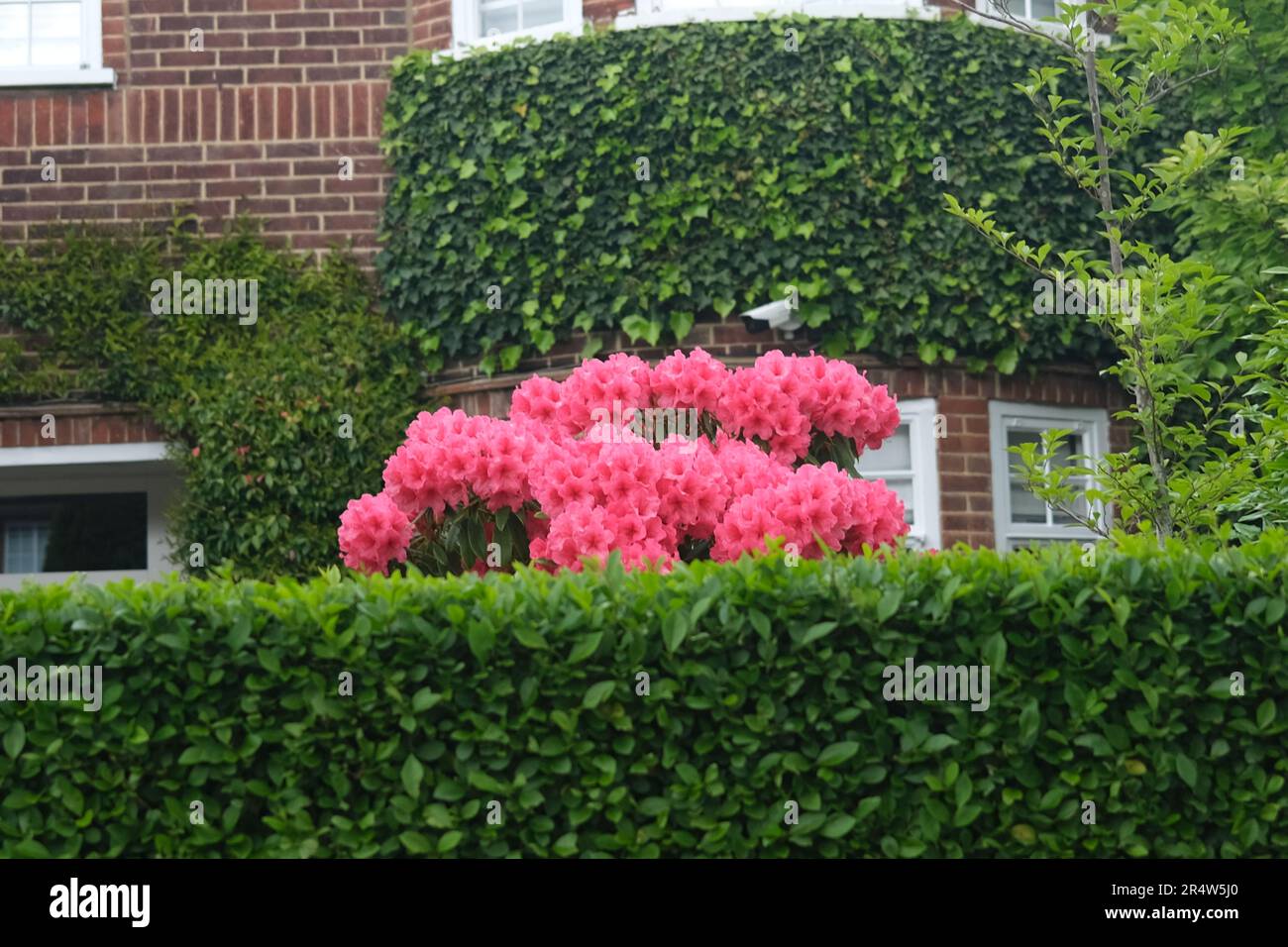 La facciata di una casa elegante nel sobborgo di Hampstead Garden, che mostra una profusione di rododenroni rosa circondati da un'abbondanza di verde, maggio 2023 Foto Stock