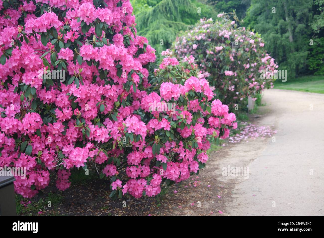 Un bellissimo e scioccante cespuglio rosa di rododendri a Kenwood, Hampstead Heath, North London, all'inizio dell'estate del 2023 Foto Stock