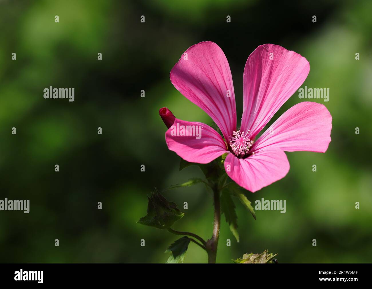 Primavera, Portogallo. Many Manows Annual anche conosciuto come Rose Mallow o Royal Mallow. Lavatera rosa in piena fioritura in un ambiente naturale. Famiglia Malvaceae. Foto Stock