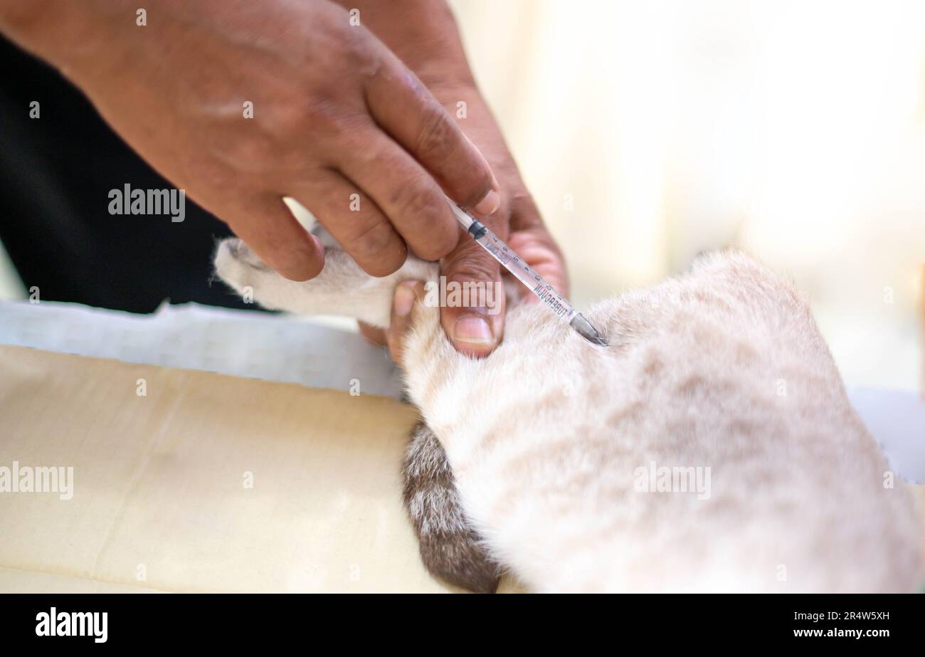 Primo piano veterinario mano maschile che dà un'iniezione a un gatto in una clinica veterinaria. Foto Stock