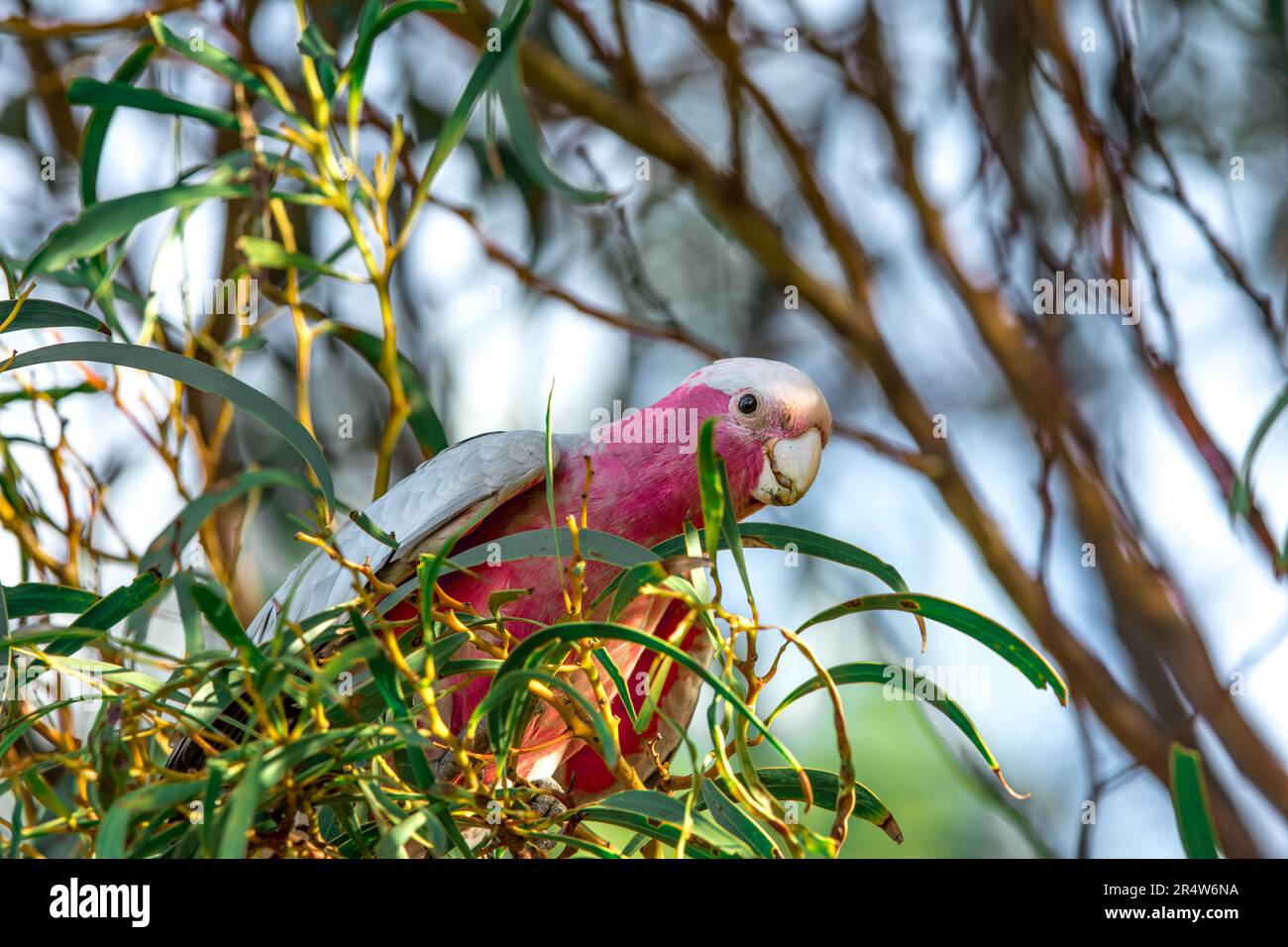 Galah (rosato) Cockatoo in un albero gengivale Foto Stock