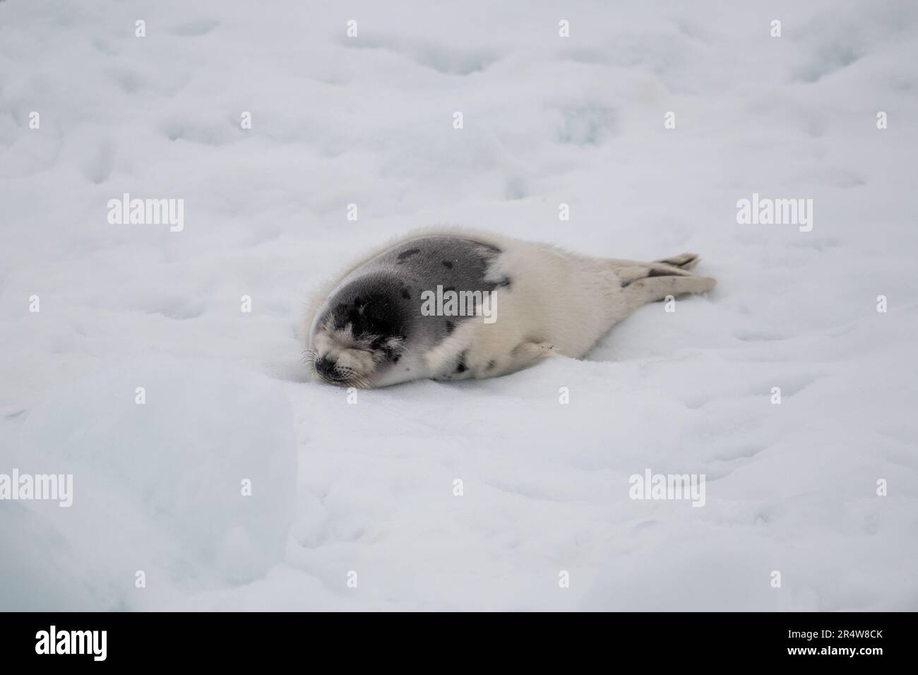 Una piccola foca bianca che galleggia su neve bianca e ghiaccio. La foca grigia selvaggia ha lunghi frullati, un volto triste e una pelliccia di colore chiaro Foto Stock