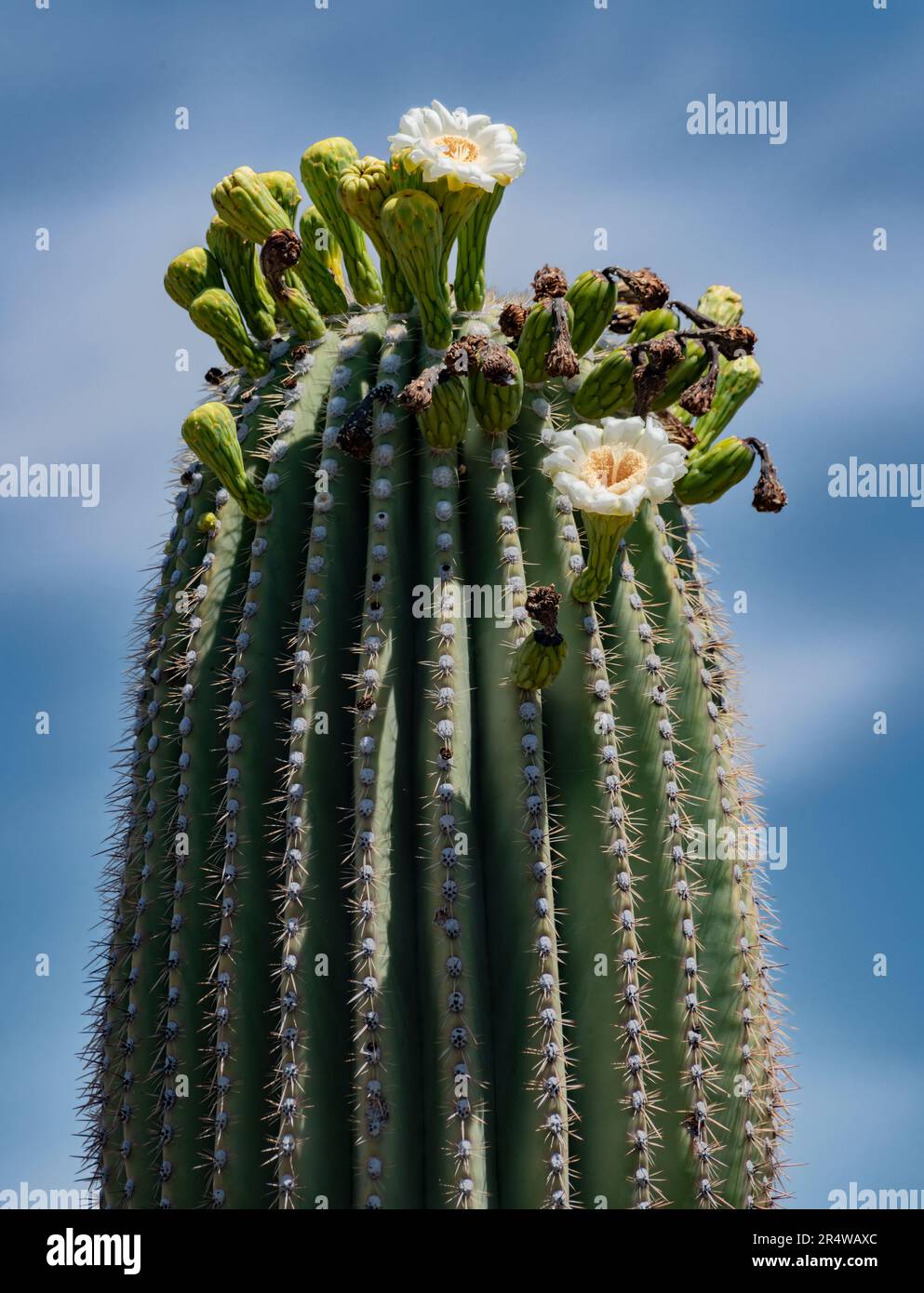 Un Cactus Saguaro fiorisce in primavera, Saguaro National Park, East Unit, Pima County, Arizona Foto Stock