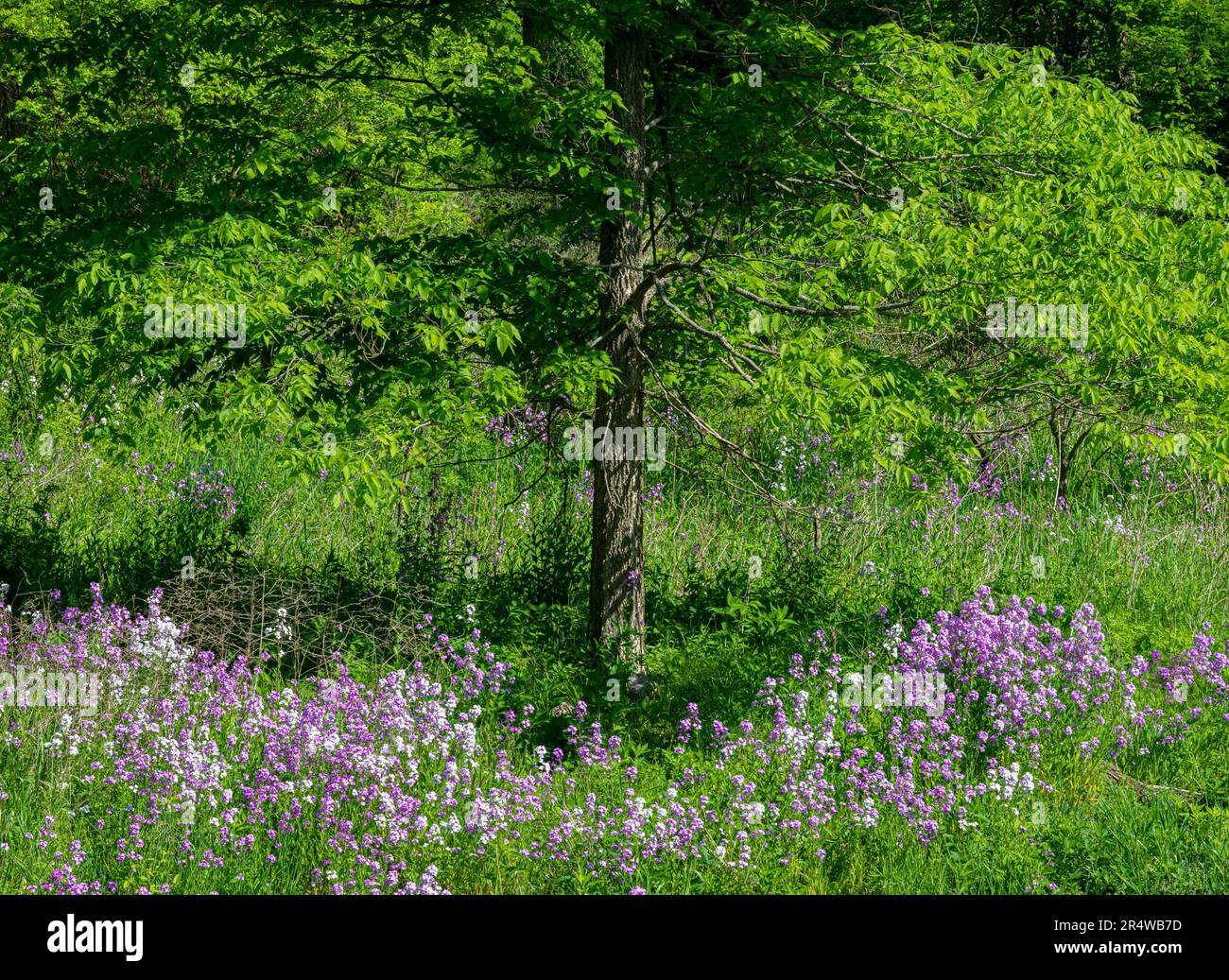 Il Pholx (Phlox divaricata) è un comune bloomer nativo di tarda primavera. Cresce in una varietà di ambienti, dalla foresta ombreggiata a savann aperto Foto Stock
