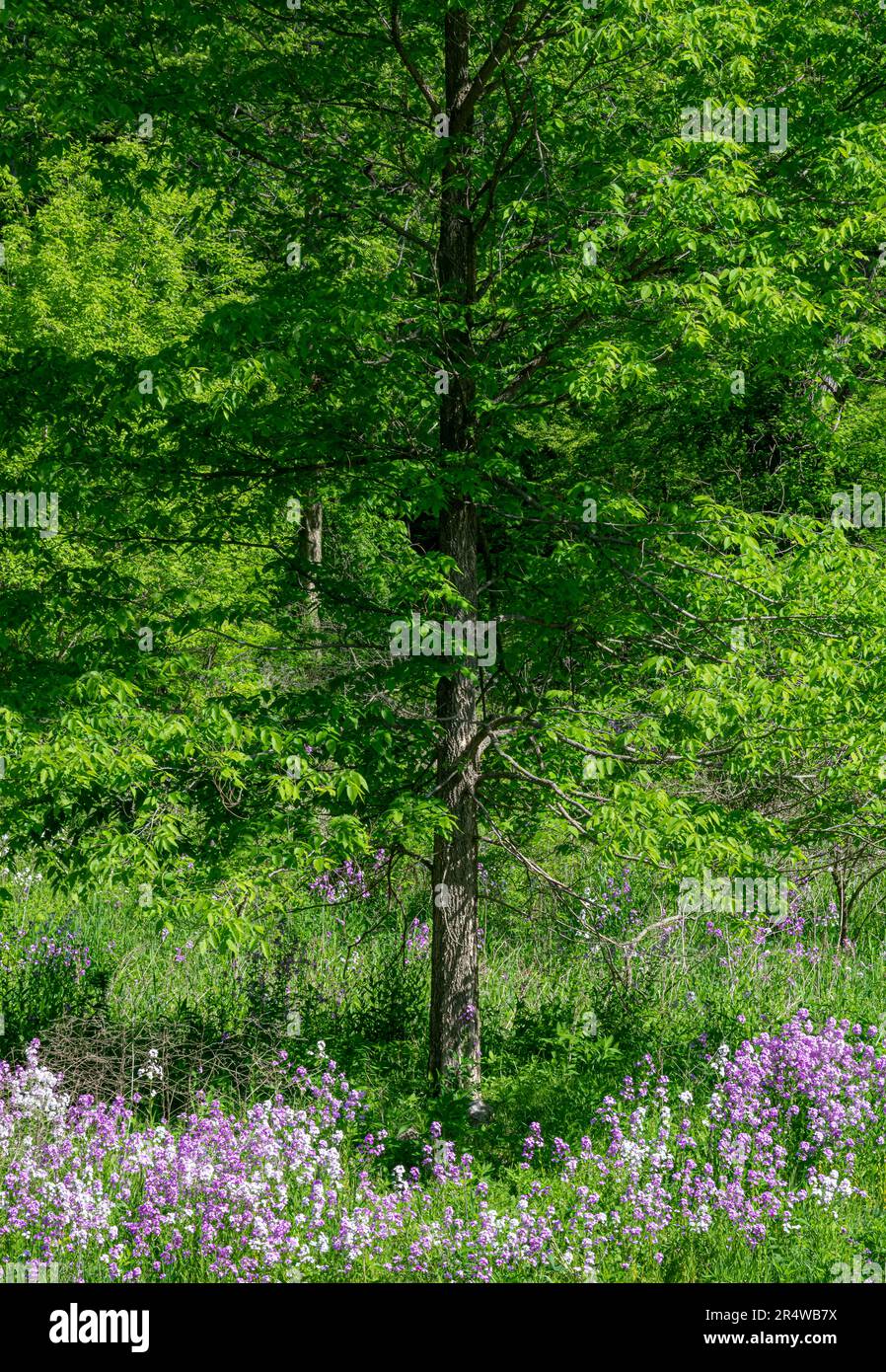 Il Pholx (Phlox divaricata) è un comune bloomer nativo di tarda primavera. Cresce in una varietà di ambienti, dalla foresta ombreggiata a savann aperto Foto Stock