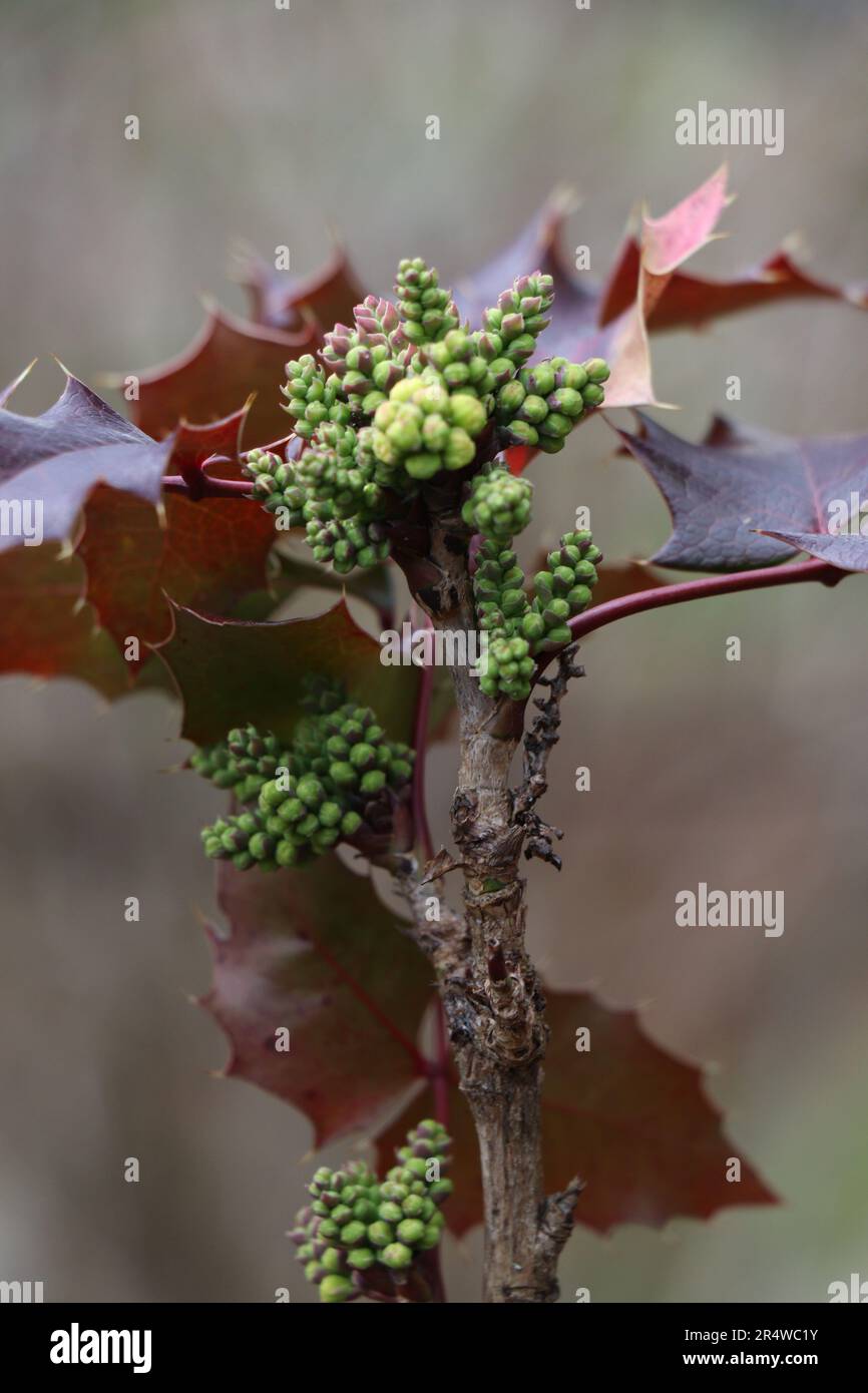 Mahonia repens o mahonia strisciante in giardino Foto Stock