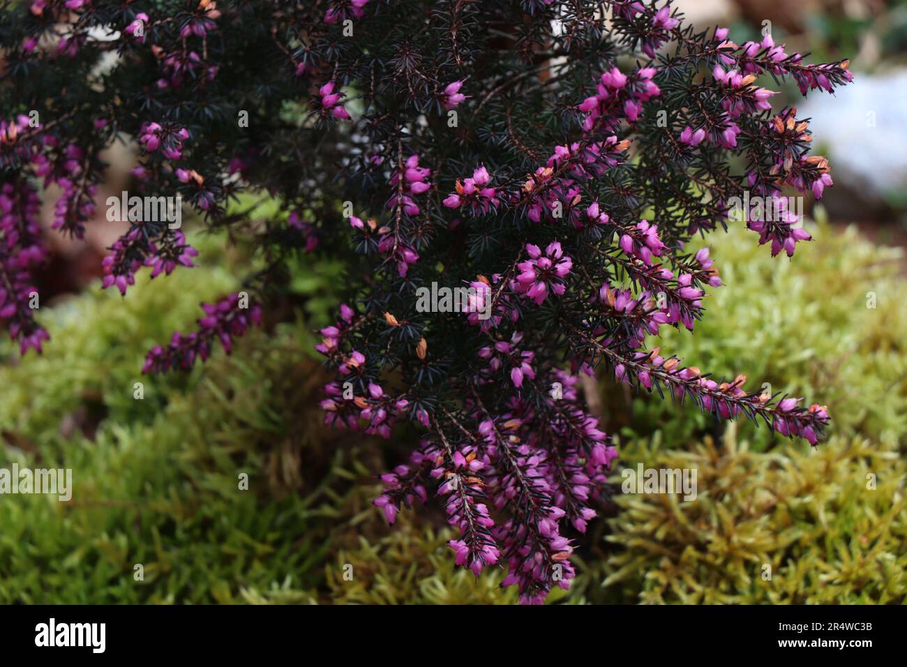 Rosa Erica carnea o darlayensis specie. Erica carnea Springwood Foto Stock