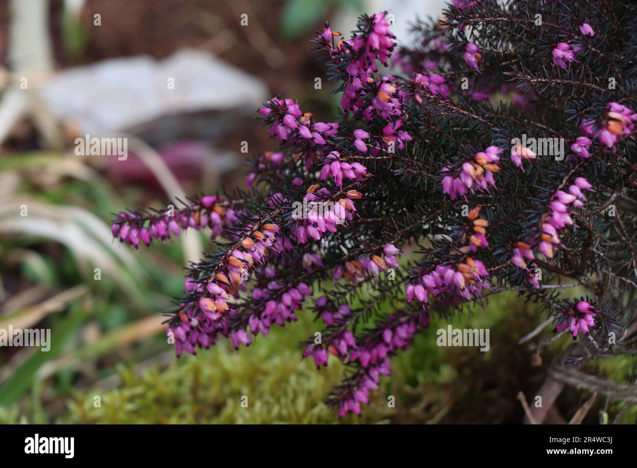 Rosa Erica carnea o darlayensis specie. Erica carnea Springwood Foto Stock