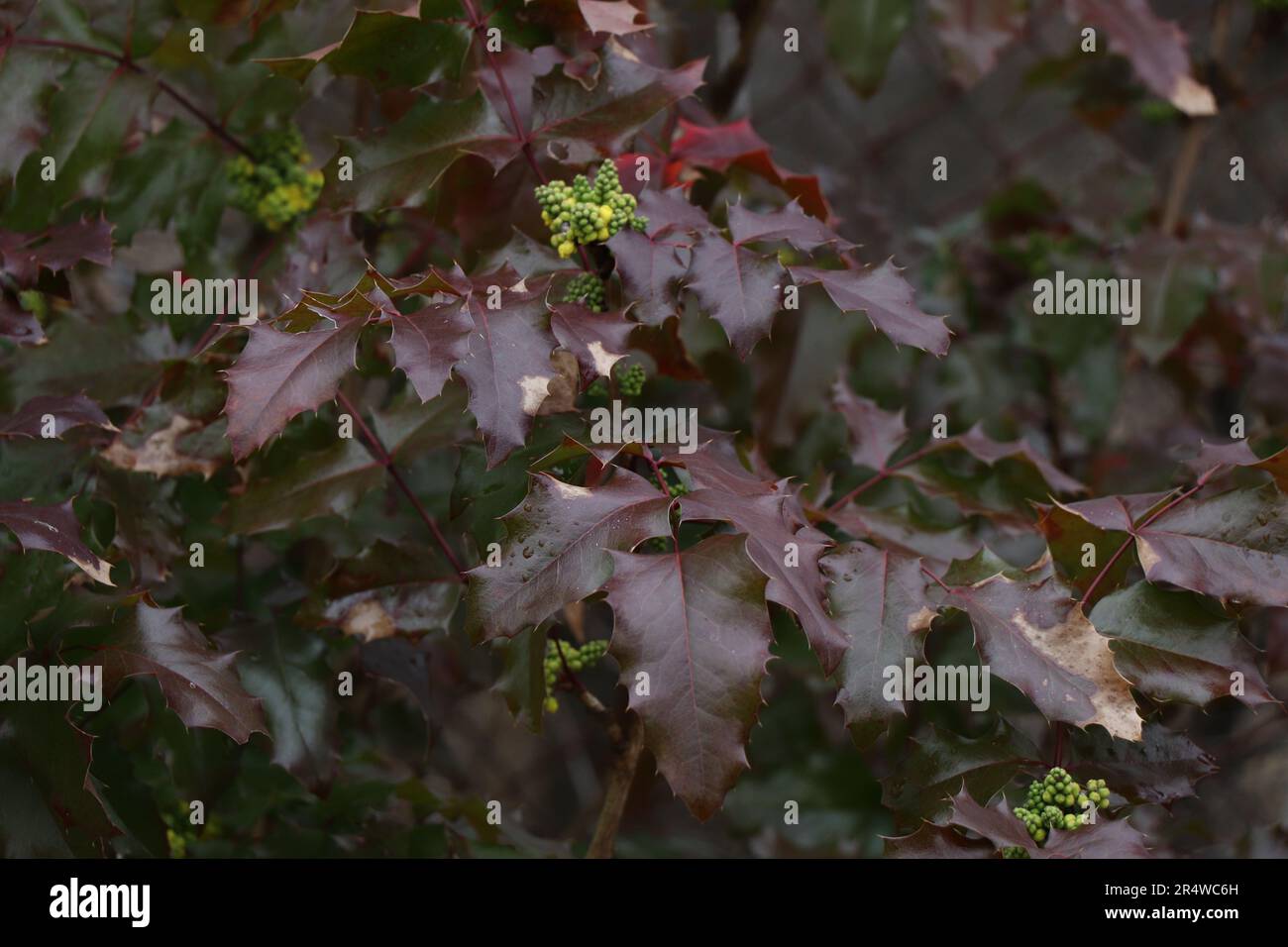 Mahonia repens o mahonia strisciante in giardino Foto Stock