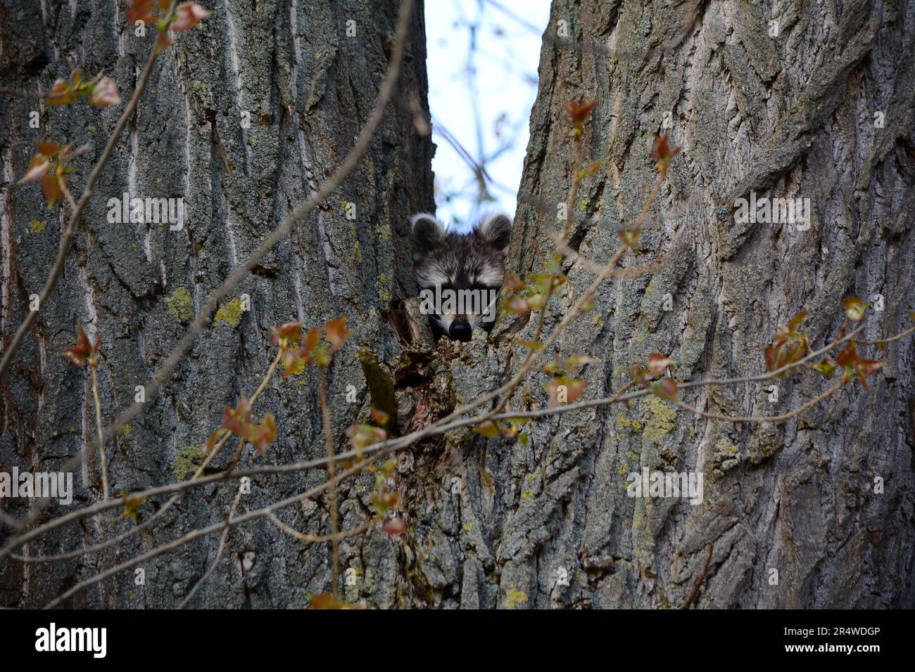 Waschbär versteckt sich auf einem Baum im Sommer Foto Stock