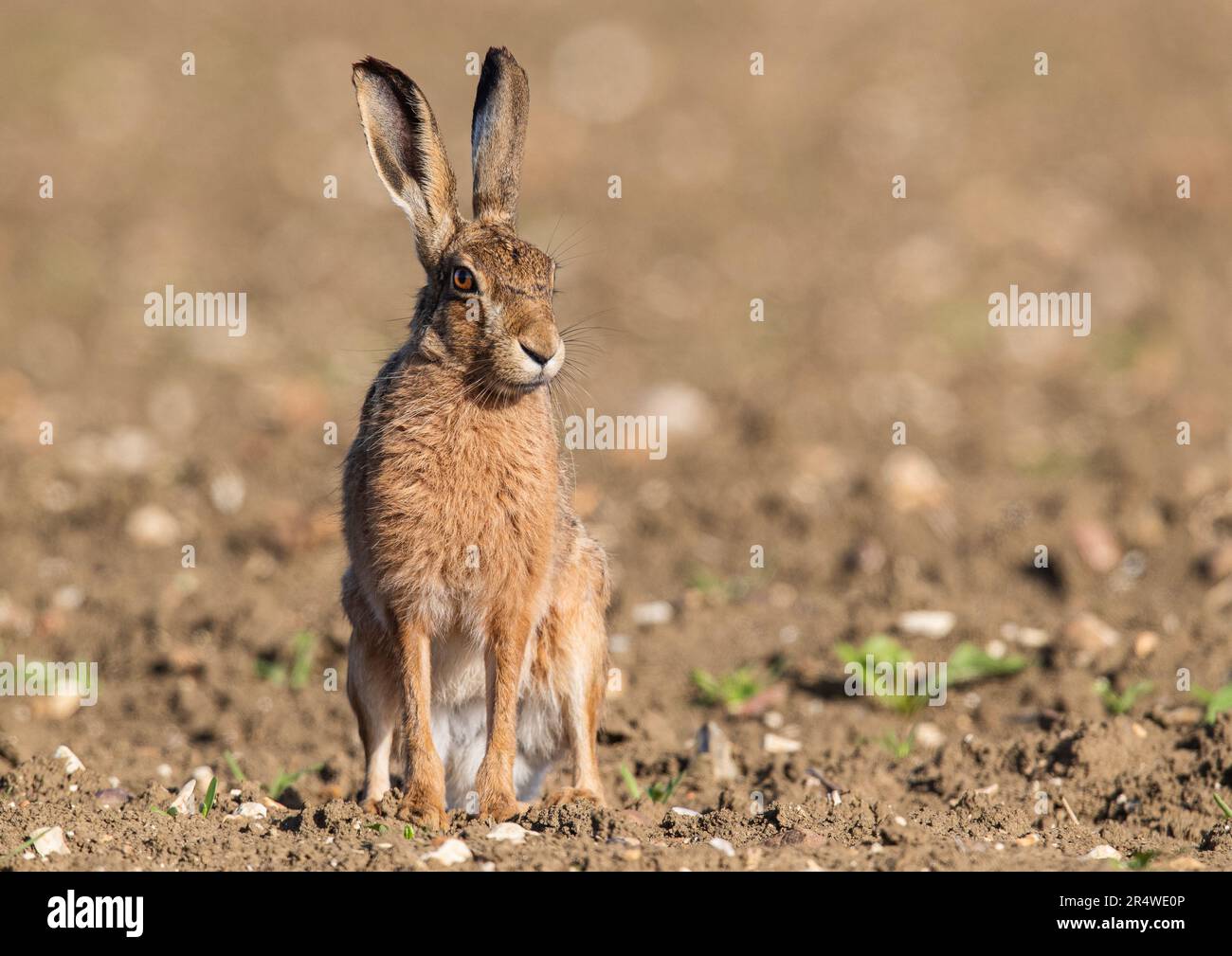 Un primo piano dettagliato di una Lepre marrone (Lepus europaeus) con grandi orecchie, seduto guardando la telecamera su una barbabietola da zucchero appena perforata. Suffolk, Regno Unito. Foto Stock