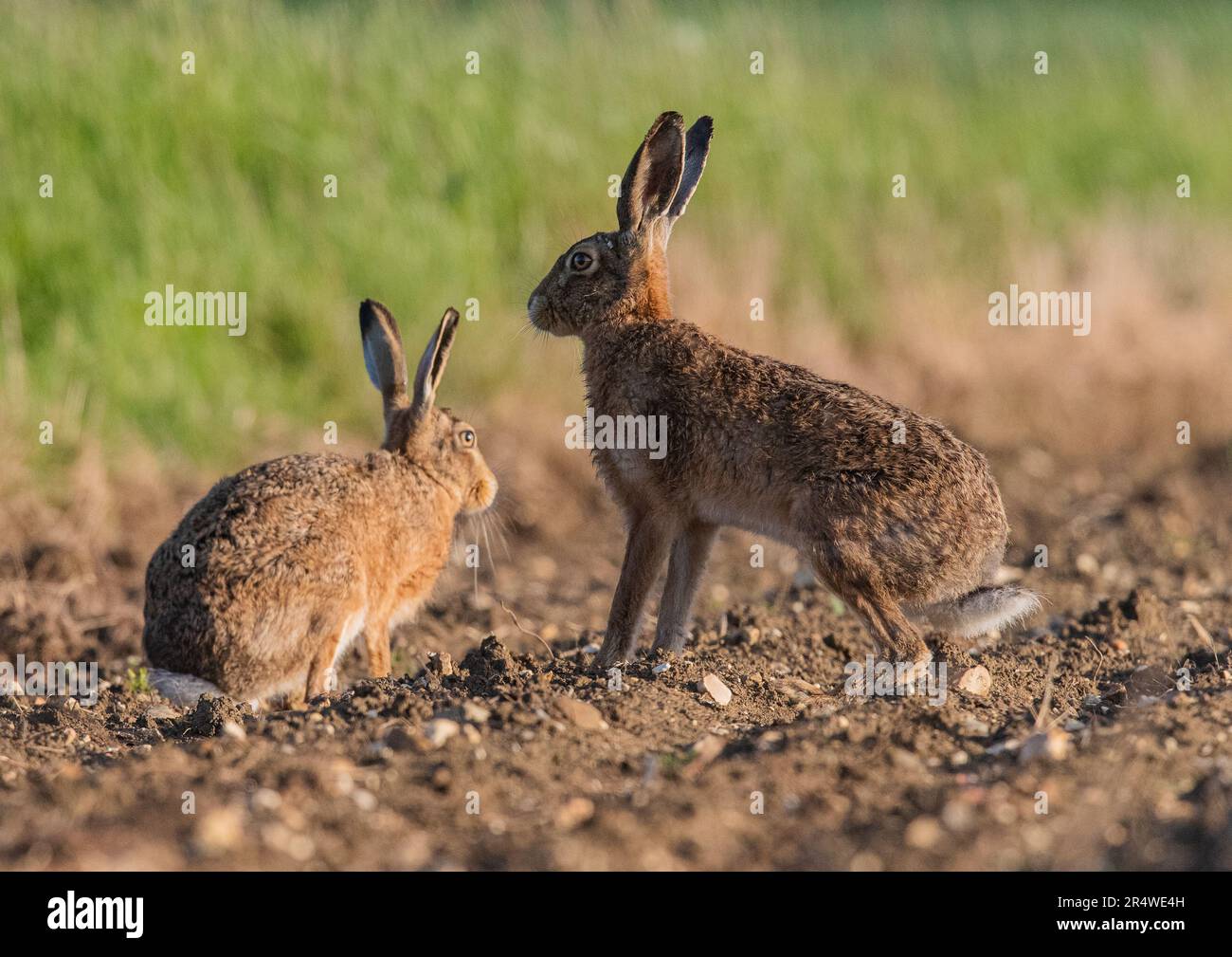 Due Hares marrone selvatico (Lepus europaeus) nella stagione riproduttiva, il maschio che protegge la femmina sugli agricoltori barbabietole da zucchero appena perforate . Suffolk, Regno Unito Foto Stock