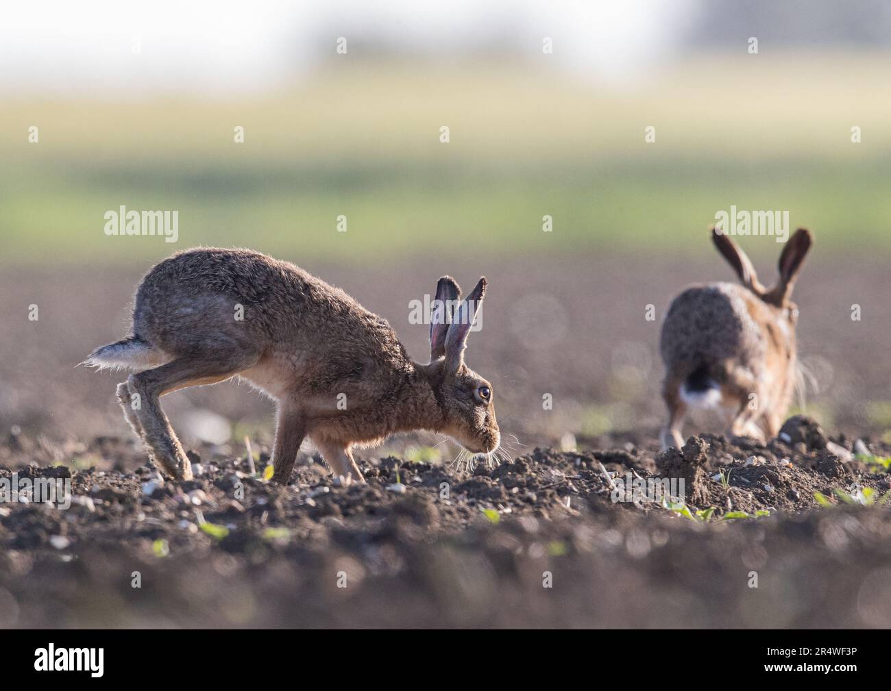 Due Hares (Lepus europaeus) di colore marrone selvatico che si inseguono in una battaglia di corteggiamento attraverso i coltivatori di barbabietola da zucchero appena perforata . Suffolk, Regno Unito Foto Stock