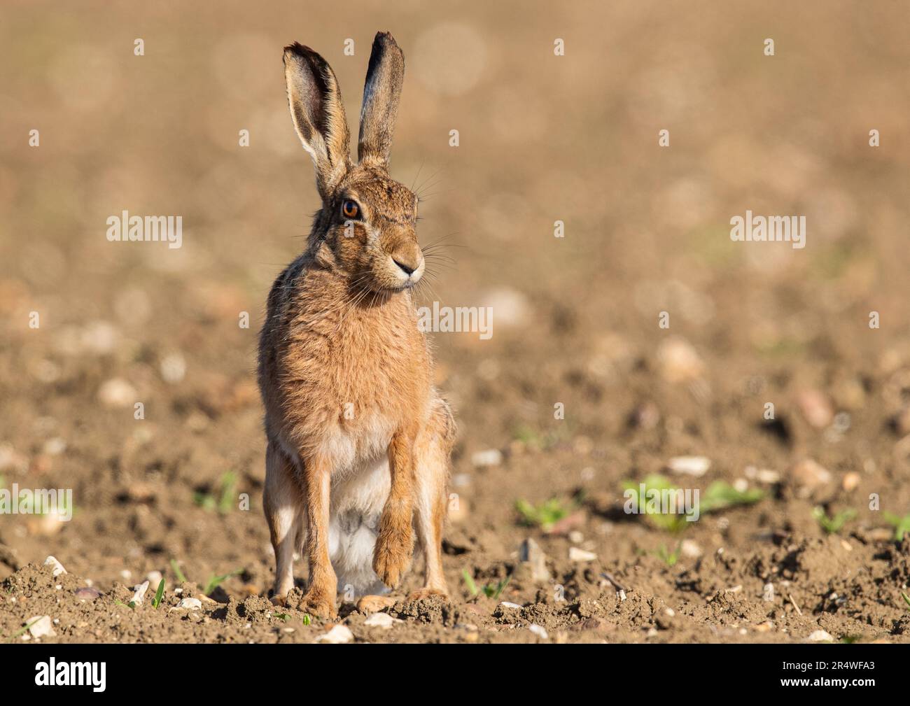 Un primo piano dettagliato di una Lepre marrone (Lepus europaeus) con grandi orecchie, seduto guardando la telecamera su una barbabietola da zucchero appena perforata. Suffolk, Regno Unito. Foto Stock