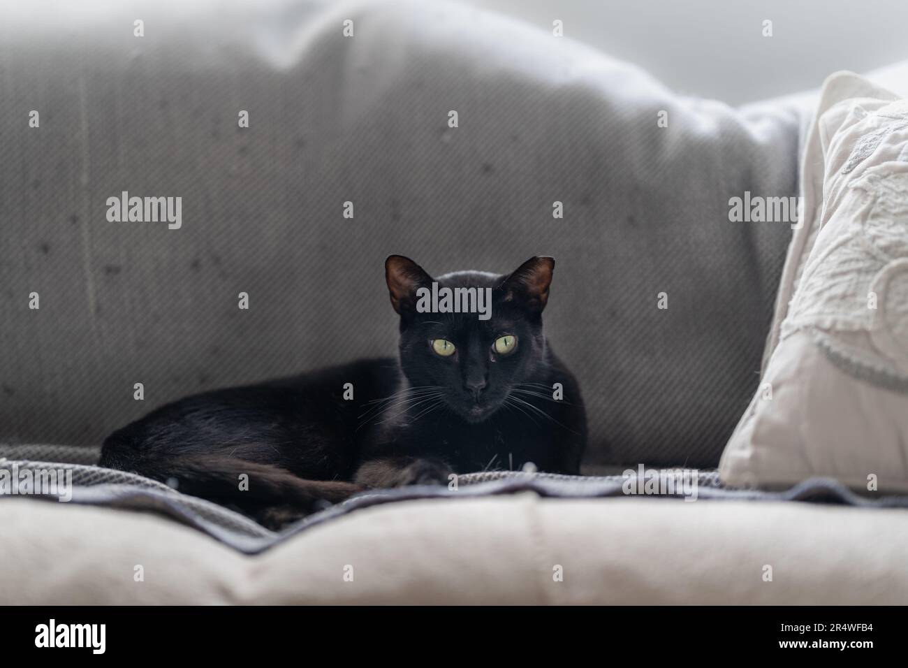 gatto nero con occhi gialli giacenti su un divano grigio Foto Stock