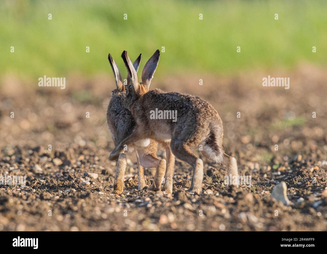 Due Hares (Lepus europaeus) di colore marrone selvatico che si inseguono e si accoppiano in una battaglia di corteggiamento attraverso i coltivatori di barbabietola da zucchero appena perforata . Suffolk, Regno Unito Foto Stock