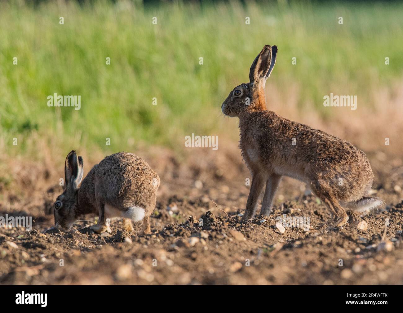 Due Hares marrone selvatico (Lepus europaeus) nella stagione riproduttiva, il maschio che protegge la femmina sugli agricoltori barbabietole da zucchero appena perforate . Suffolk, Regno Unito Foto Stock