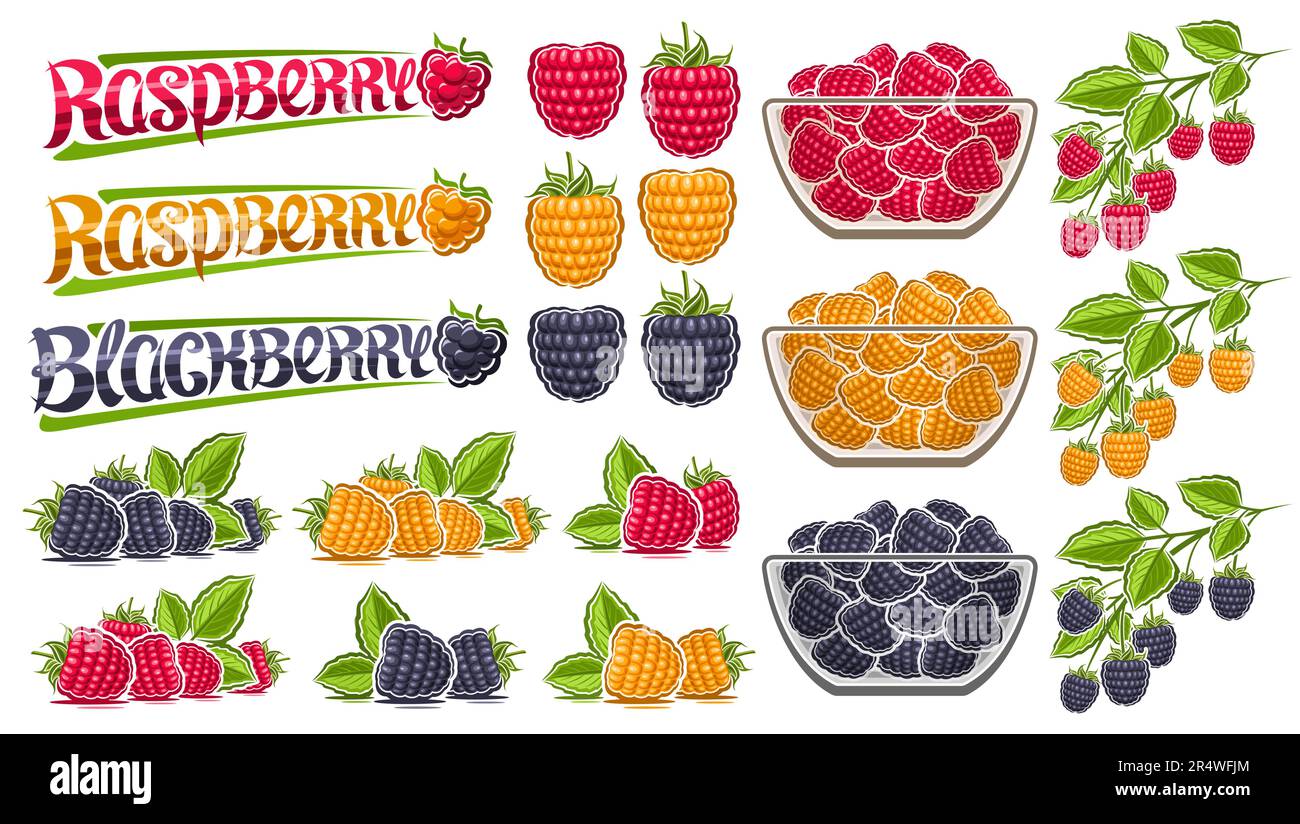 Set Vector Raspberry, collezione lotto di illustrazioni ritagliate bacca ferma vita composizione mora crudo con foglie verdi, lamponi dolci in vetro Illustrazione Vettoriale