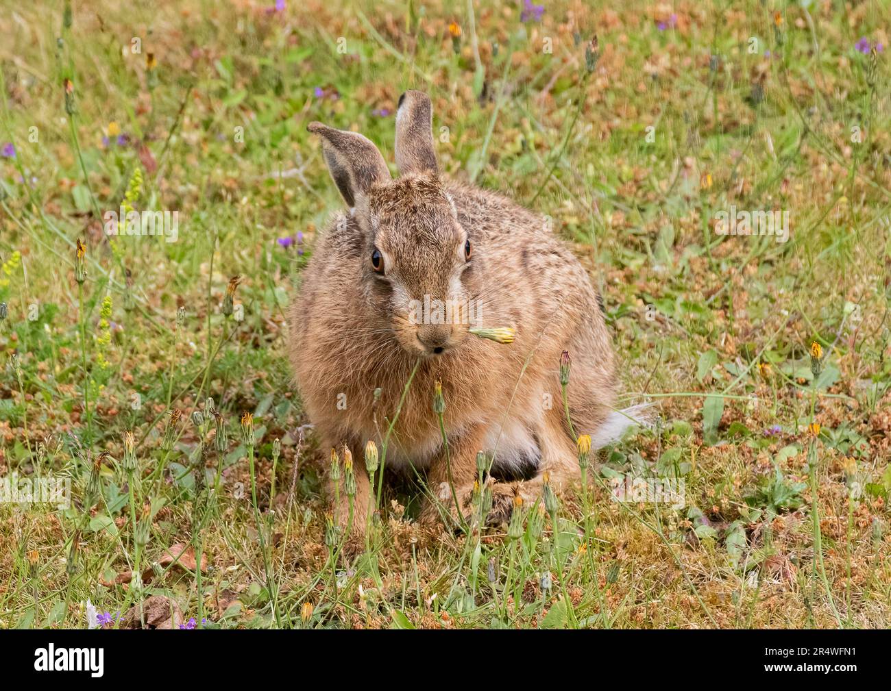 Una leva bruna poco sfacciata , che si nutre tra i fiori su una riva erbosa . Mangiare i fiori e le erbacce da No Mow May.Suffolk, Regno Unito Foto Stock