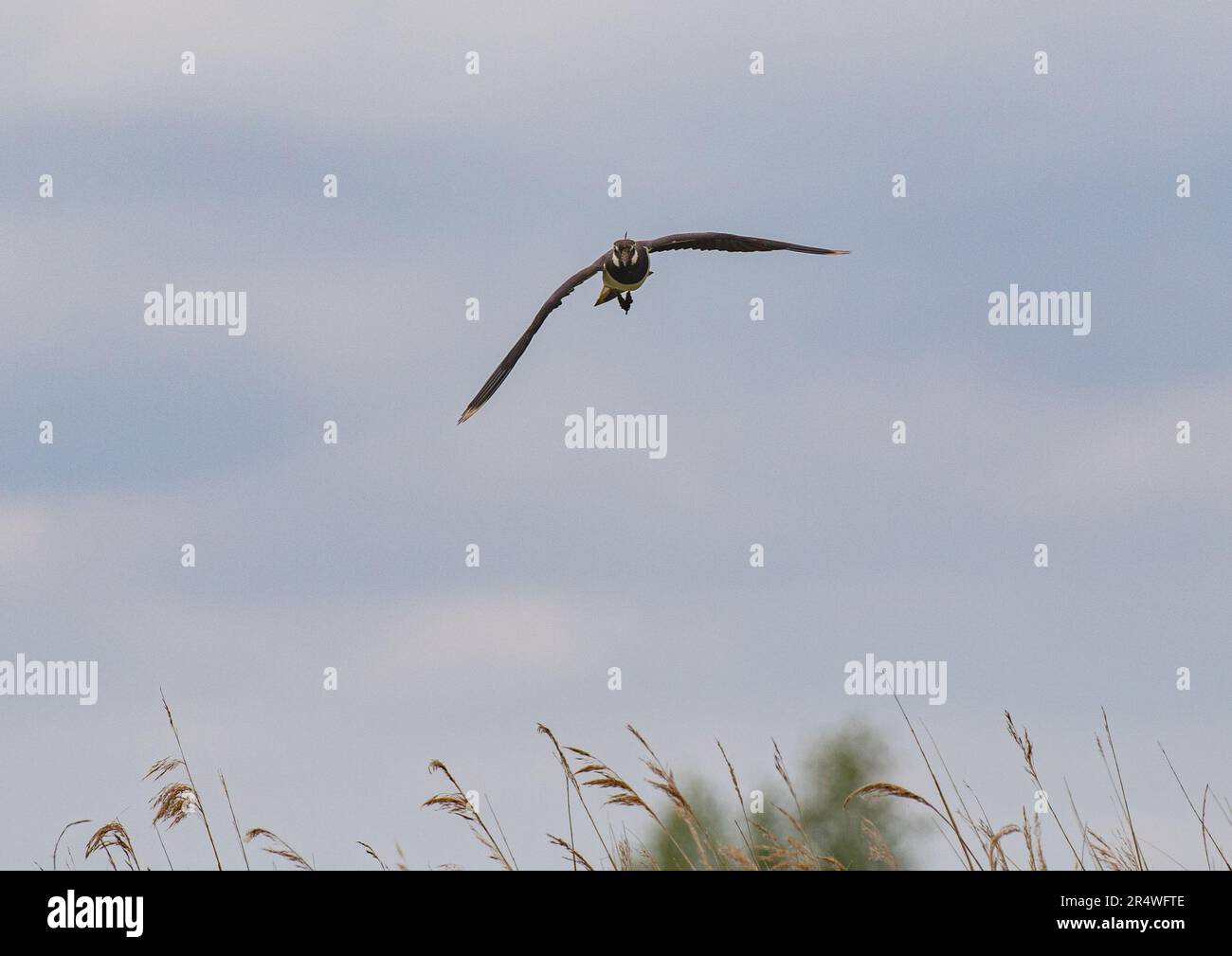 Un colpo di Lapwing/Peewit (Vanellus vanellus) , una specie della lista rossa . In volo su un letto di canna contro un cielo blu . Suffolk, Regno Unito Foto Stock