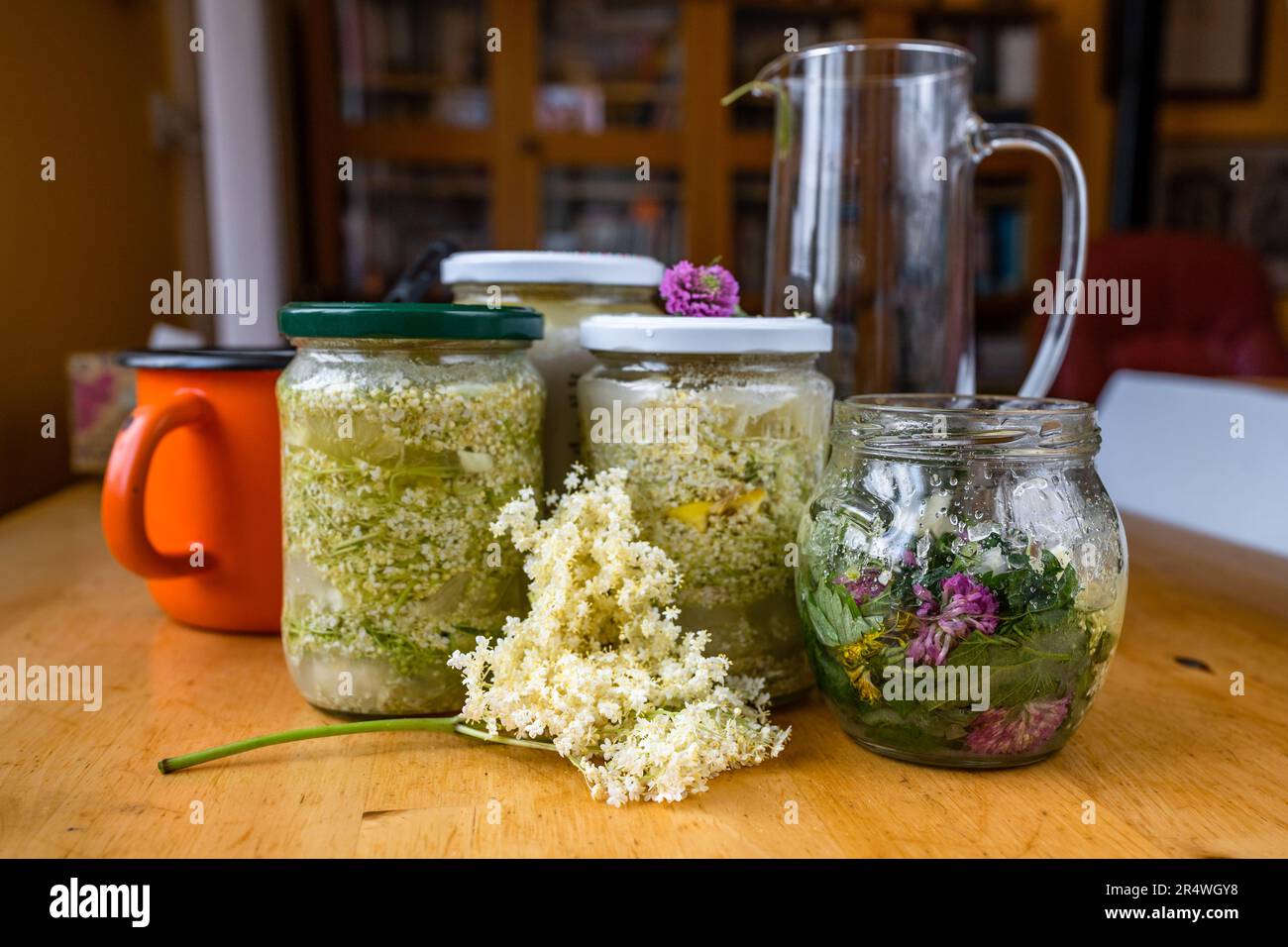 Preparazione dello sciroppo di fiore d'anziano fiorito in bottiglie, caraffa e vasetto sul tavolo. Foto Stock