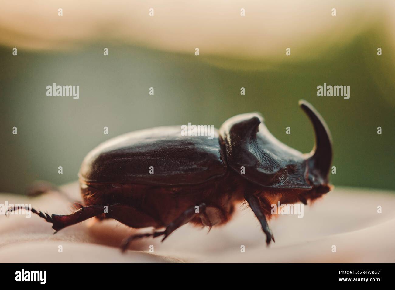 Un grosso scarabeo nero sulla mano. Chalcosoma rinoceros con ali macro primo piano, collezione di coleotteri. Foto macro di uno scarabeo da primo piano. Raccolta Foto Stock