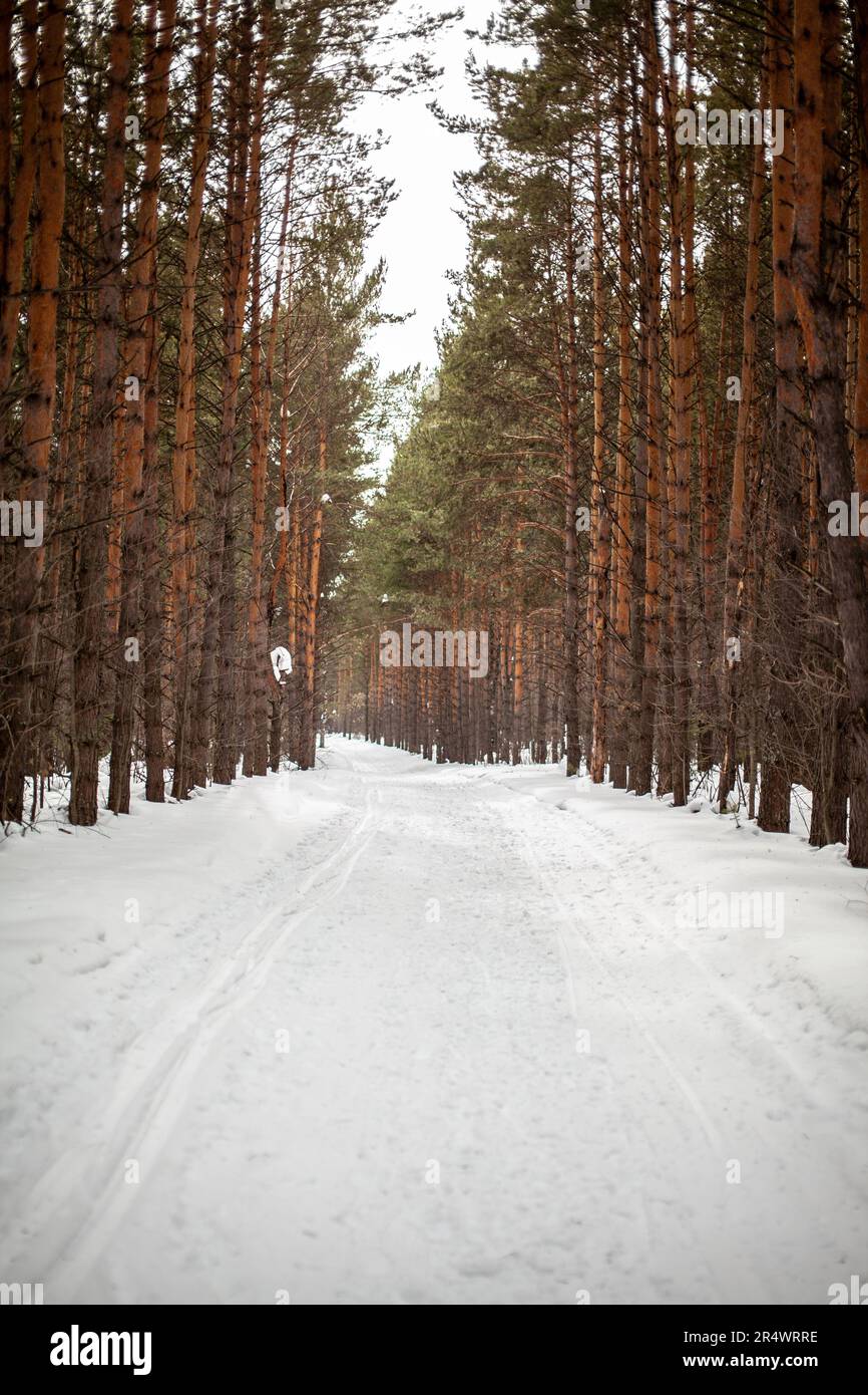 Strada invernale in una foresta innevata, alberi alti lungo la strada. C'è molta neve sugli alberi. Bellissimo paesaggio invernale luminoso. Stagione invernale concep Foto Stock