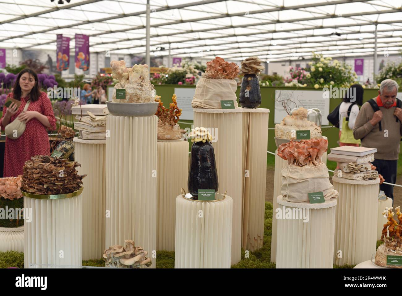 Il Mush Room show stand al RHS Chelsea 2023 grande padiglione foto numero 4043 Foto Stock