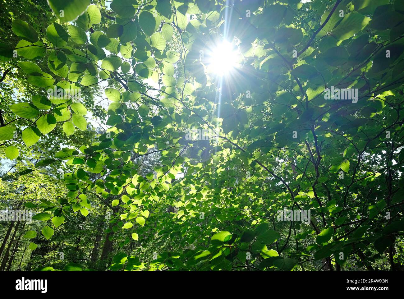 sunburst attraverso foglie di primavera verde Foto Stock