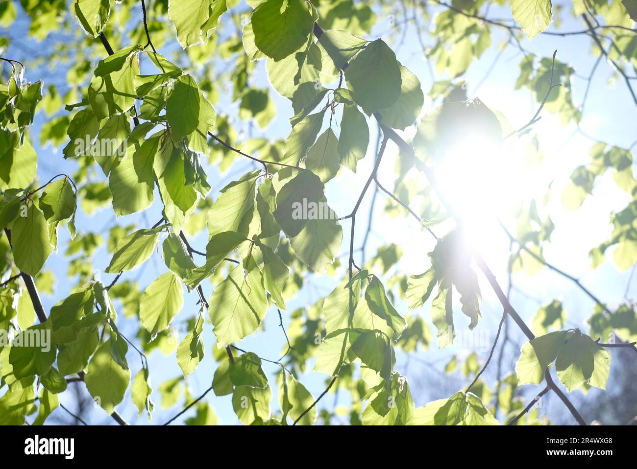 sunburst attraverso foglie di primavera verde Foto Stock