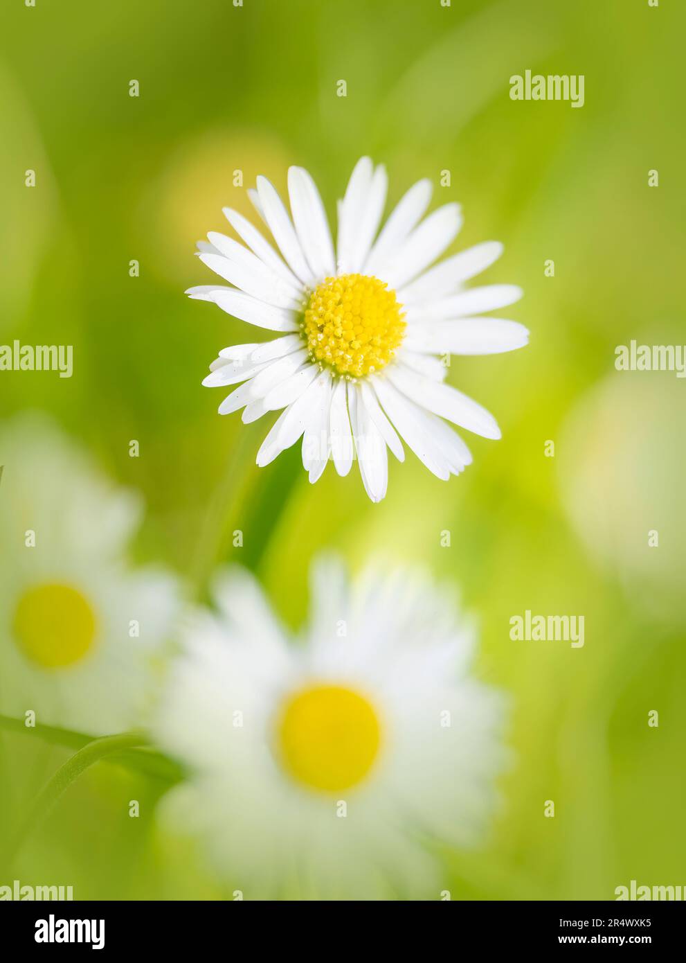 A Daisy, (Bellis perennis), con altre margherite in uno sfondo morbido Foto Stock