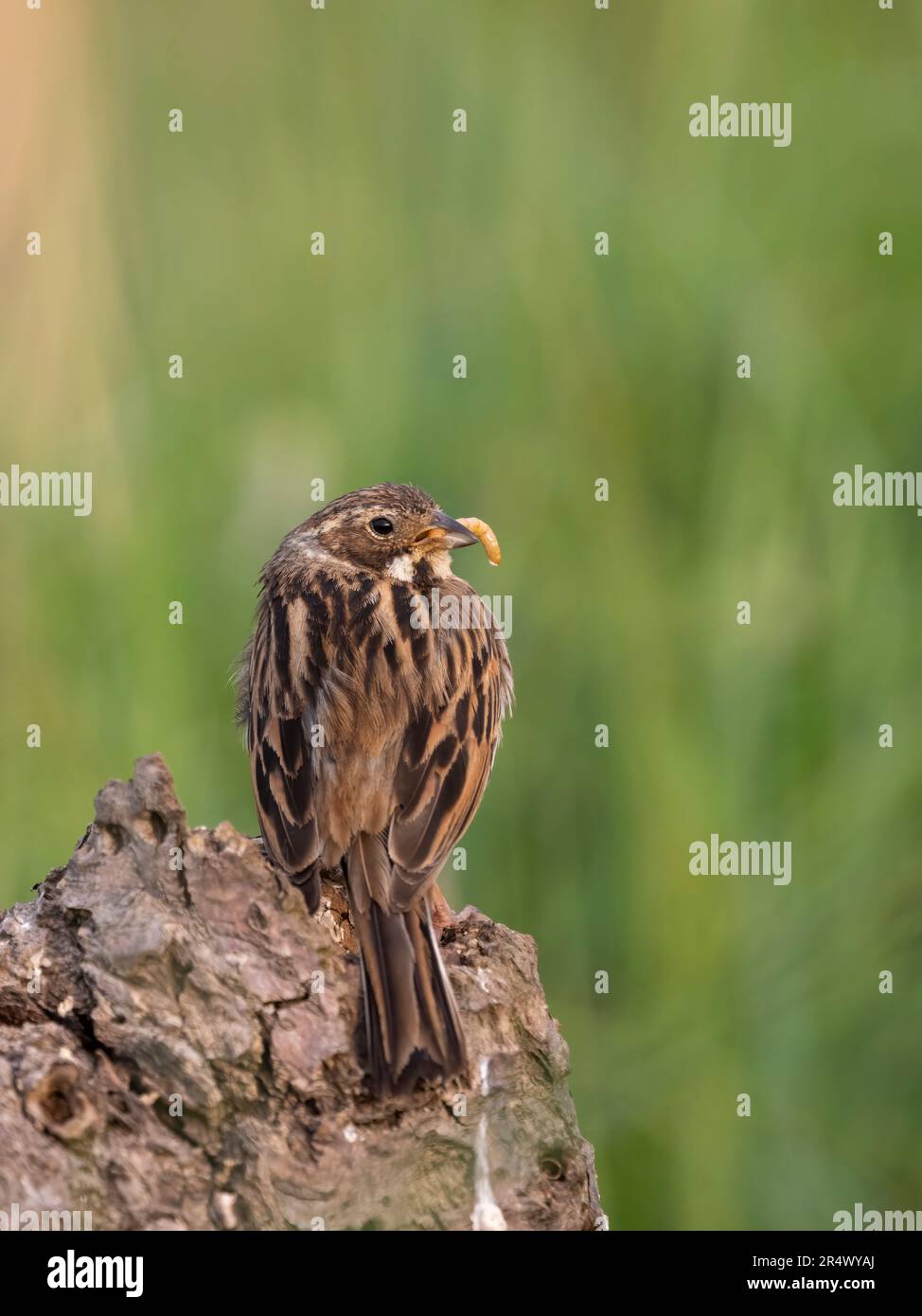 Un giovane coniglio di paglia, (Emberiza schoeniclus), con un mealworm nel becco e arroccato su un tronco tra erba lunga Foto Stock
