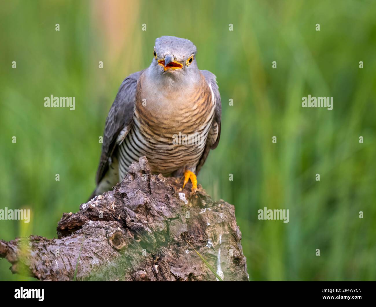 Femmina a cucù, (Cuculus canorus) anche noto come il culo comune, arroccato su un tronco e rivolto in avanti Foto Stock