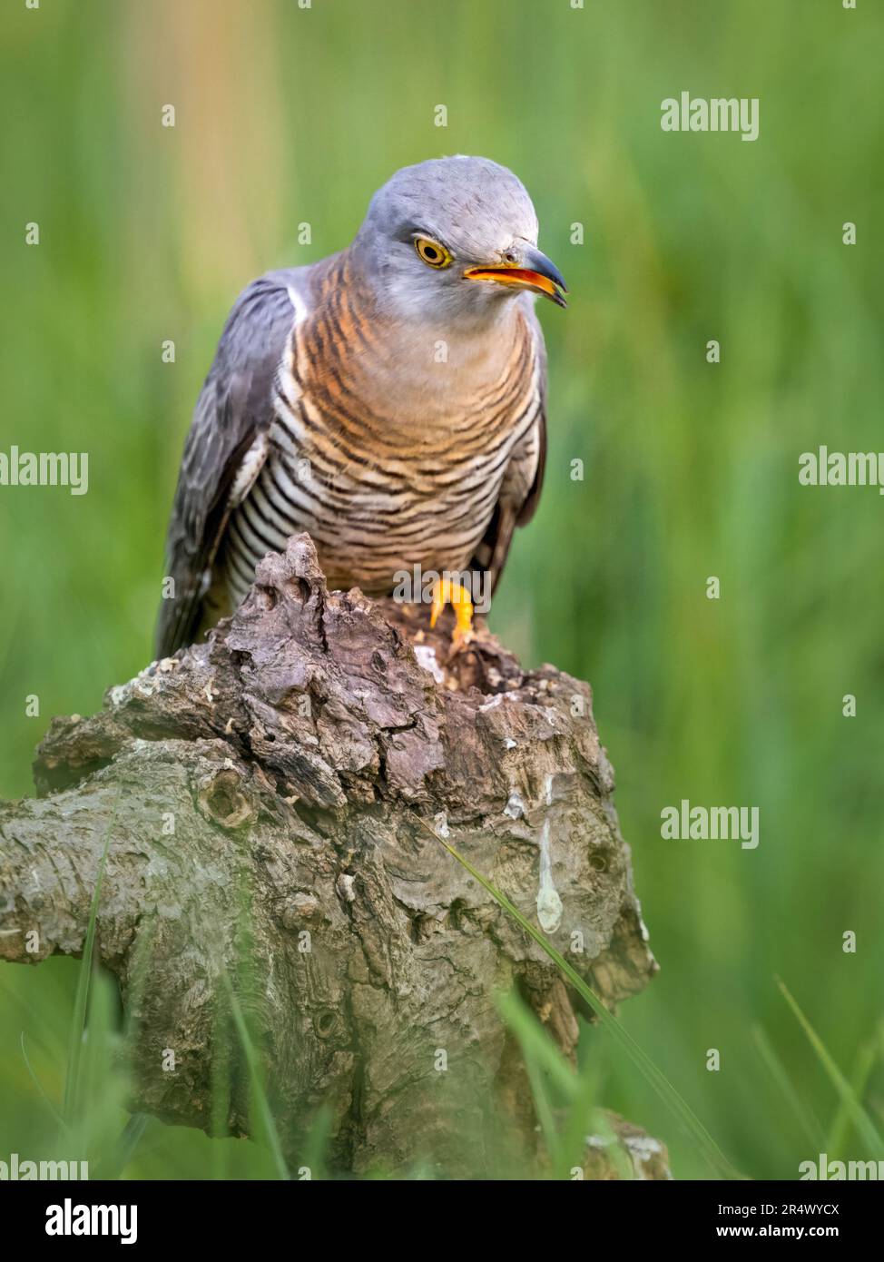 Femmina a cucù, (Cuculus canorus) anche noto come il culo comune, arroccato su un tronco e rivolto in avanti Foto Stock