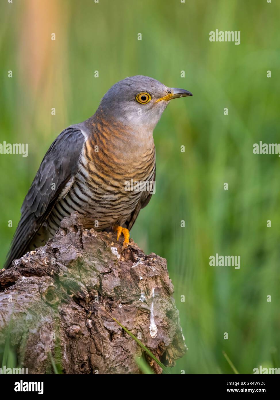Femmina a cucù, (Cuculus canorus) anche noto come il culo comune, arroccato su un tronco e rivolto in avanti Foto Stock