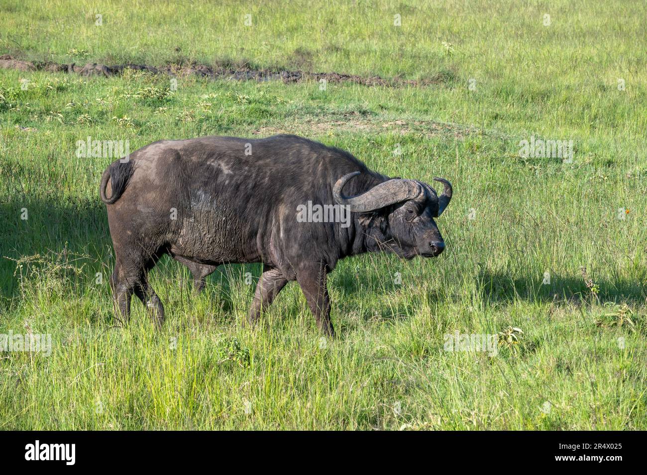 Un bufalo africano maschio (syncerus caffer) che cammina su erba verde. Parco Nazionale Maasai Mara, Kenya, Africa. Foto Stock Un bufalo africano maschio (syncerus caffer) che cammina su erba verde. Parco Nazionale Maasai Mara, Kenya, Africa. Foto Stock
