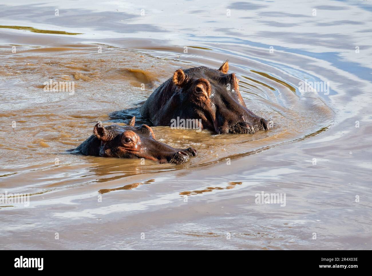 Due Hippopotamus (Hippopotamus anfibio) nel fiume Mara. Parco Nazionale Maasai Mara, Kenya, Africa. Foto Stock